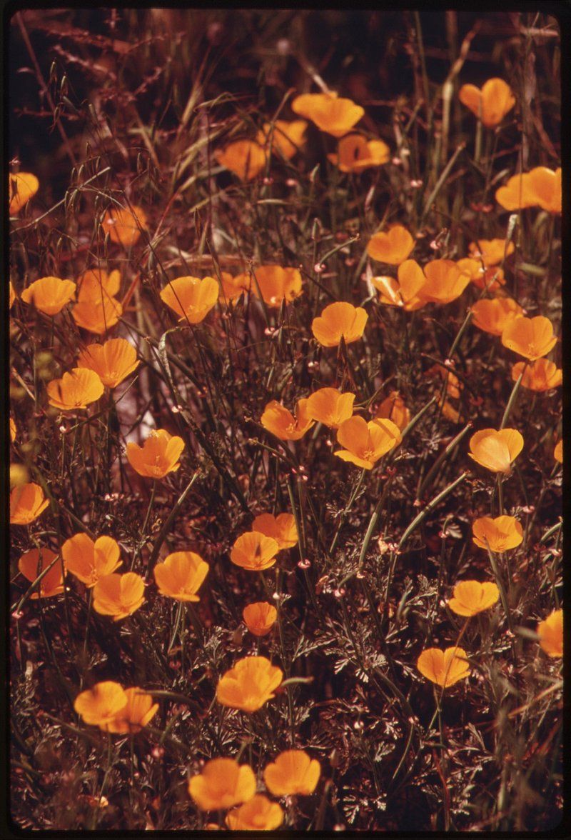 California Poppy Image Wallpaper