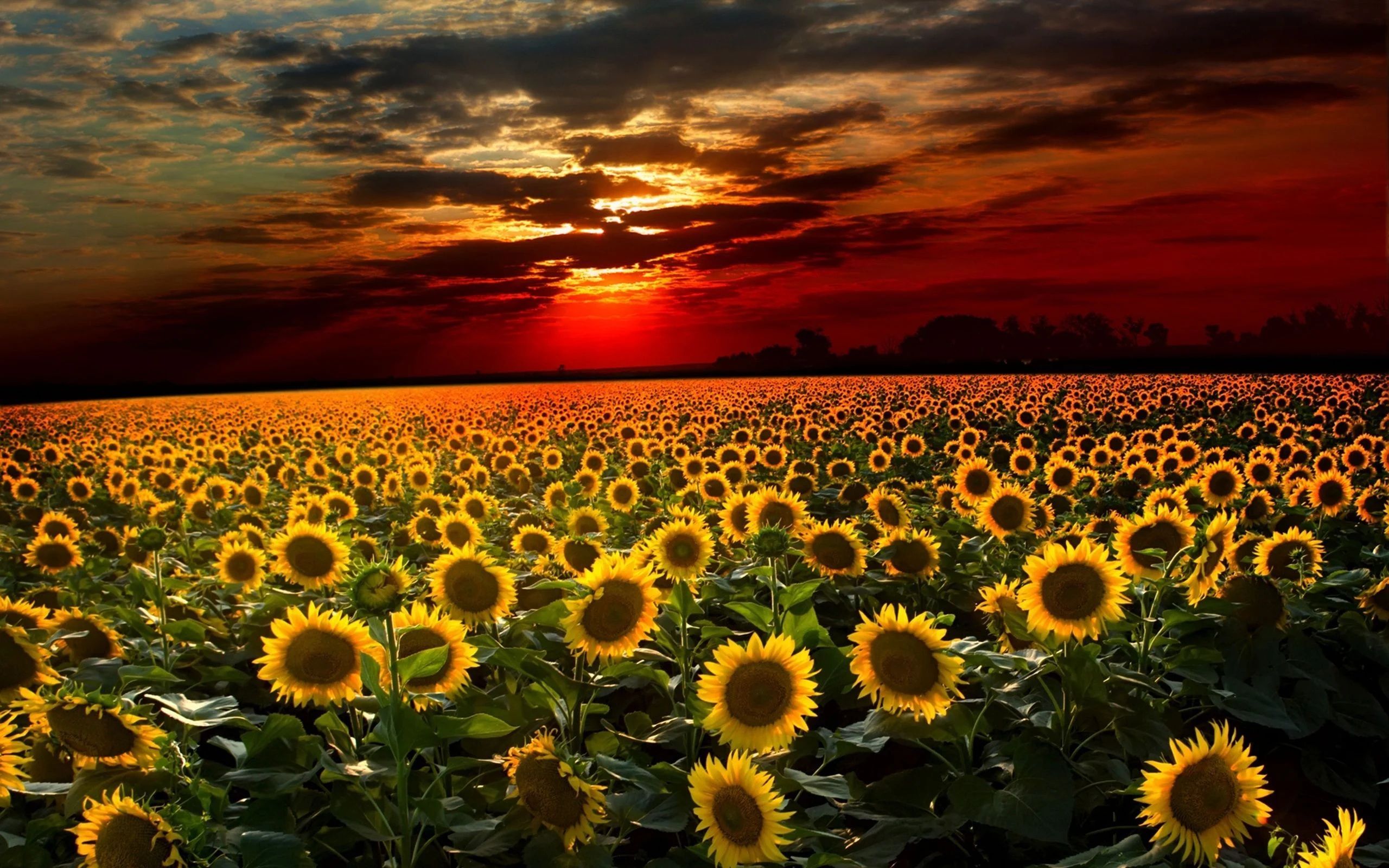 Sunflowers in a field during a sunset - Sunflower