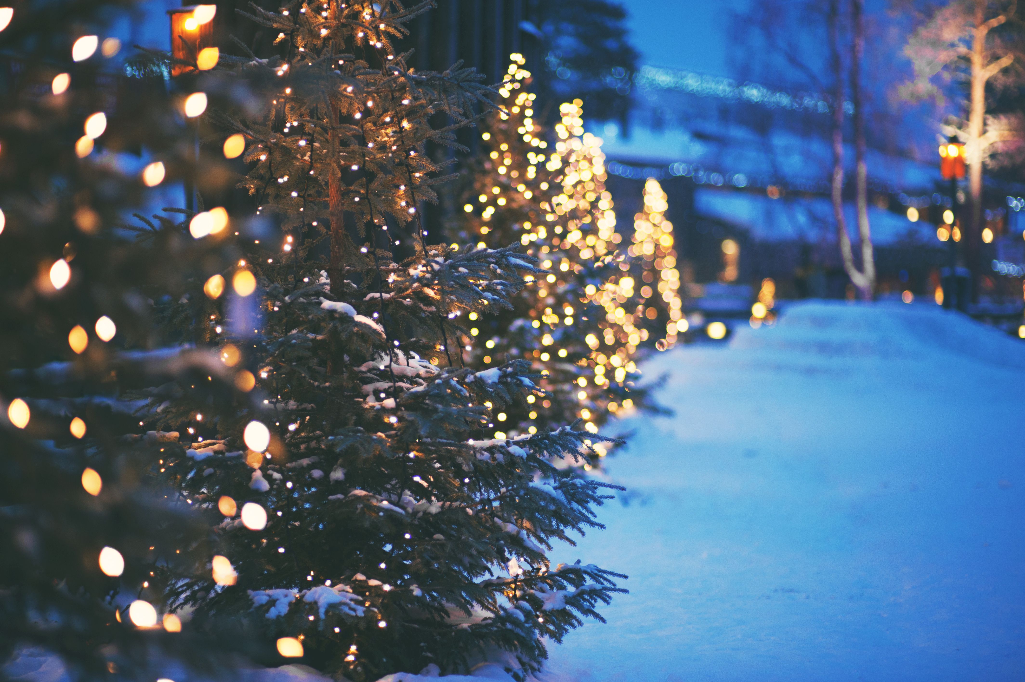 A row of Christmas trees with white lights. - Christmas lights