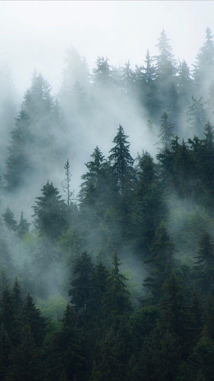 Aesthetic Foggy Forest Wallpaper