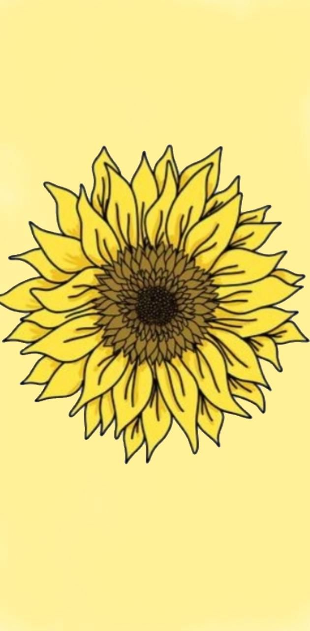 Aesthetic sunflower wallpaper