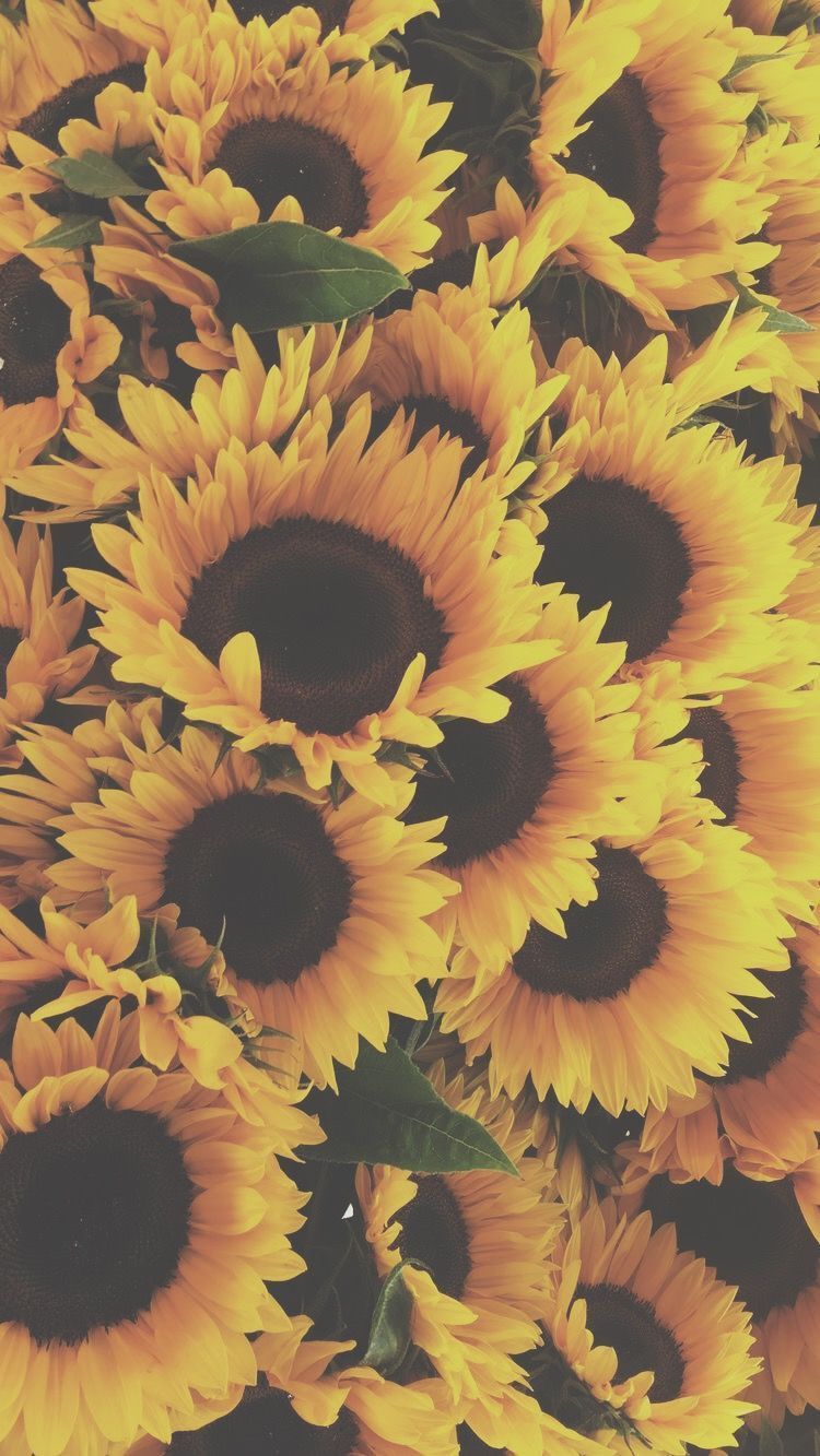 A bouquet of sunflowers with green leaves. - Sunflower