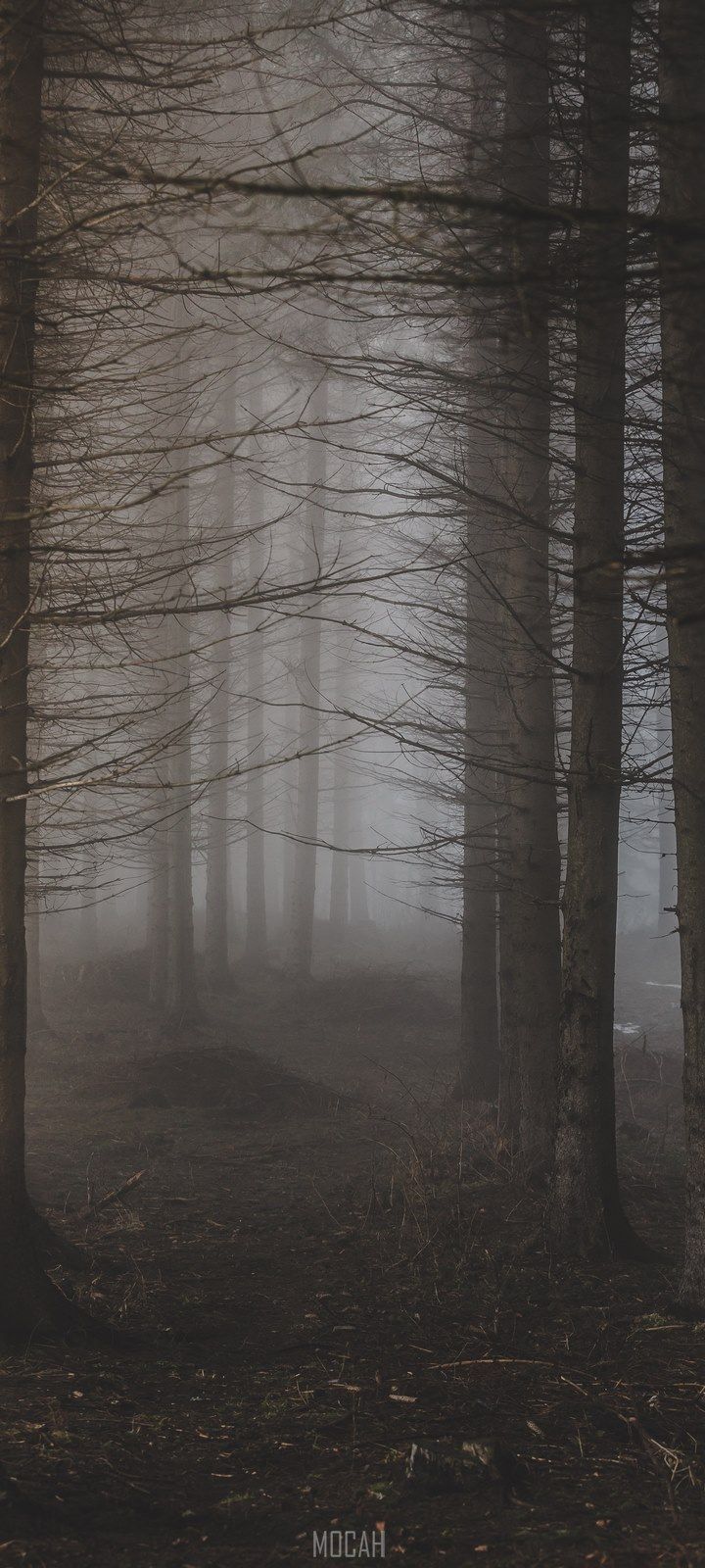 IPhone wallpaper of a foggy forest with trees. - Foggy forest