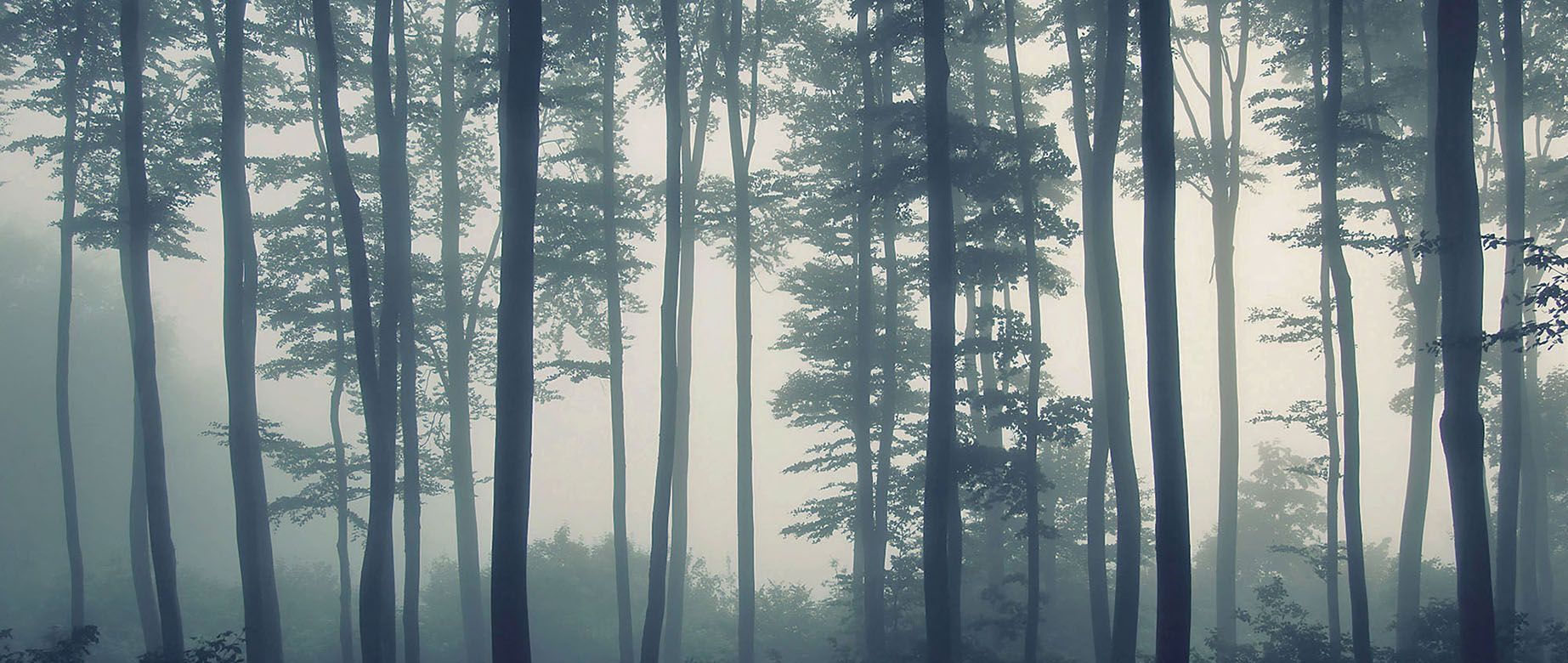 Nature's Beauty: Tropical Foggy Forest Wallpaper Decor