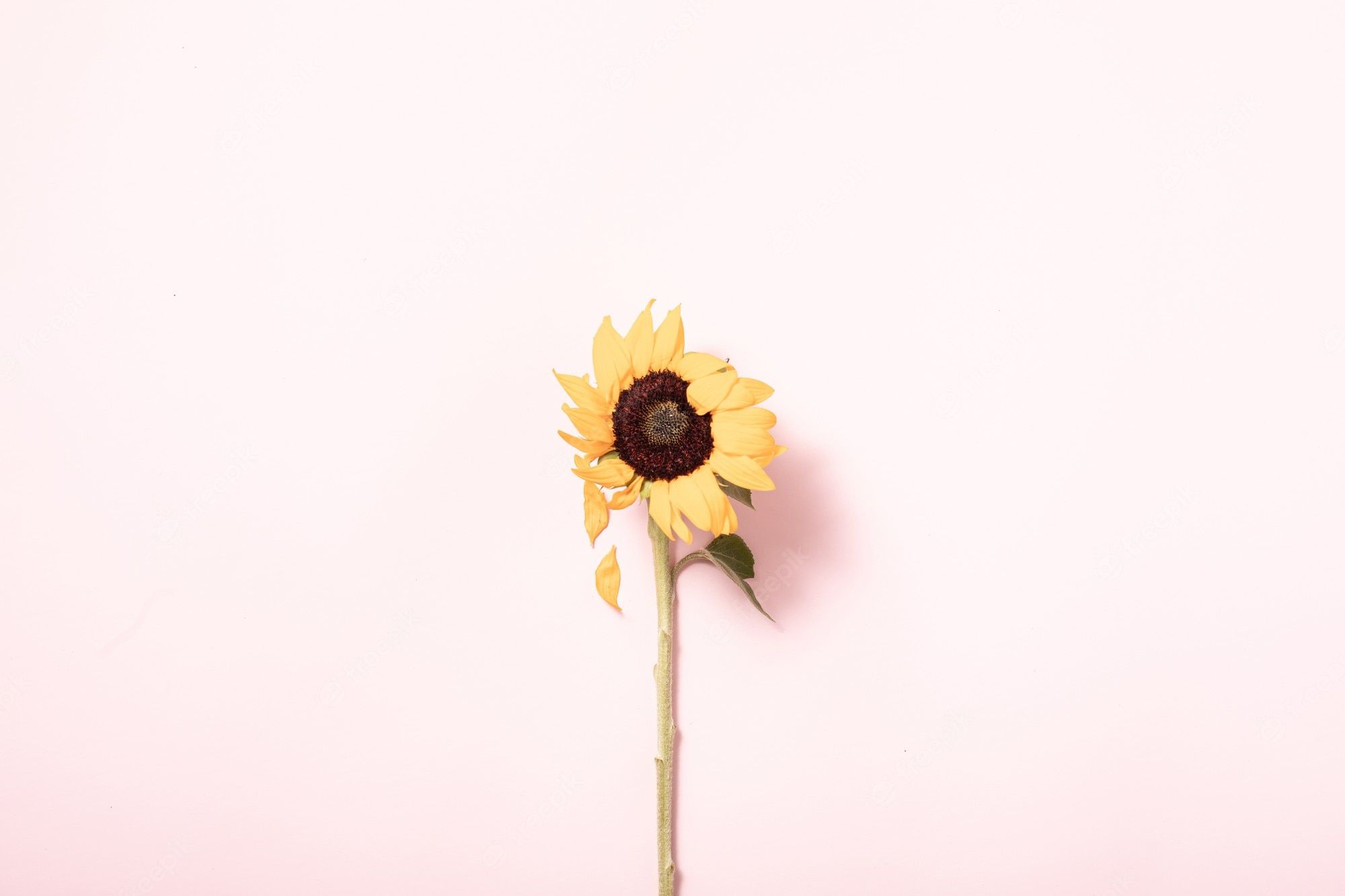 Premium Photo. Summer concept with sunflowers. border arrangement background. flatlay, top view. yellow flowers on pink background, flat lay