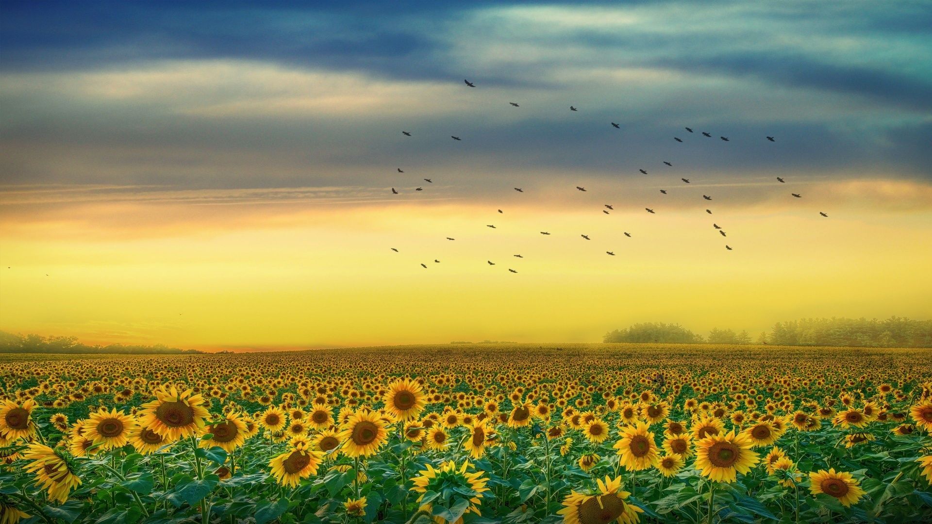 A field of sunflowers at sunset - Sunflower