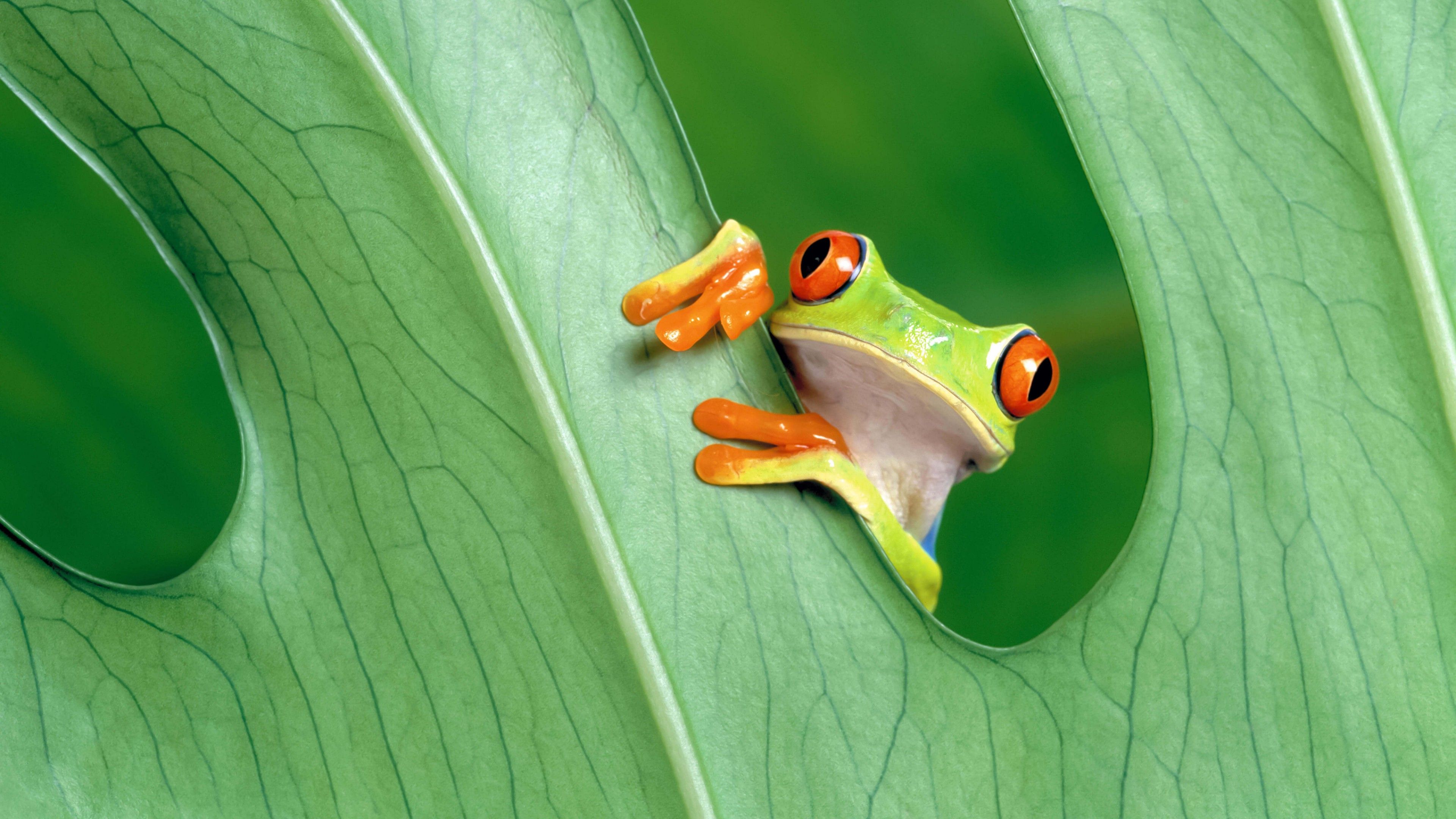 A red-eyed tree frog peeks out from a leaf. - Frog