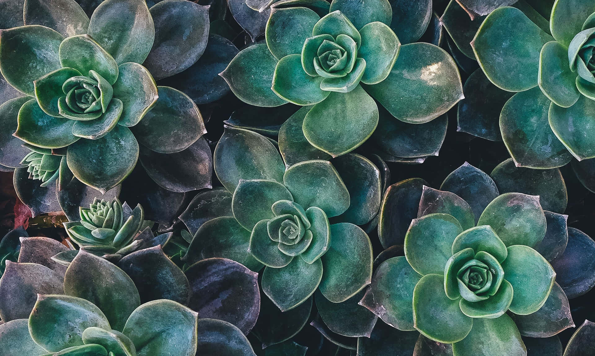 A group of green succulent plants. - Succulent