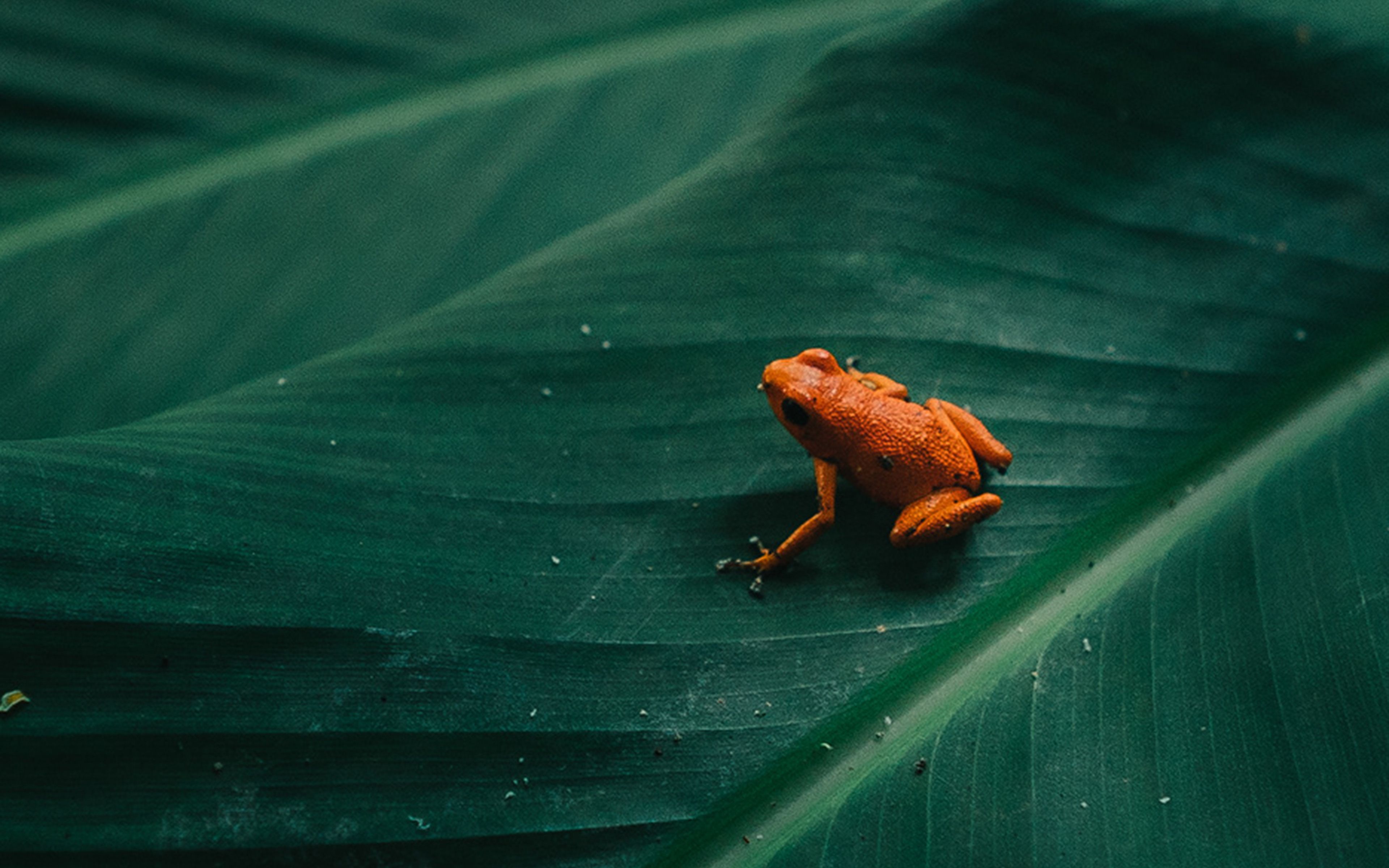 An orange frog sitting on a green leaf. - Frog