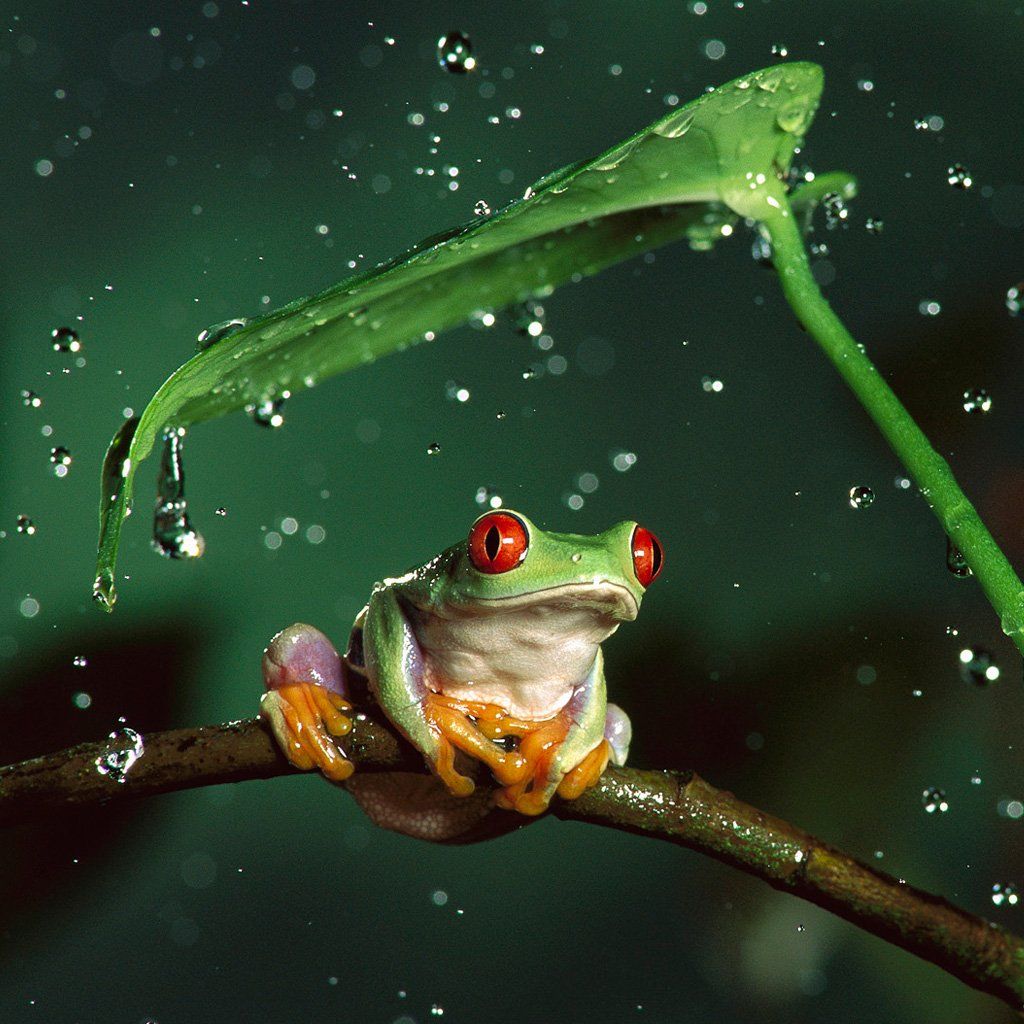 A frog sitting on the branch of tree - Frog