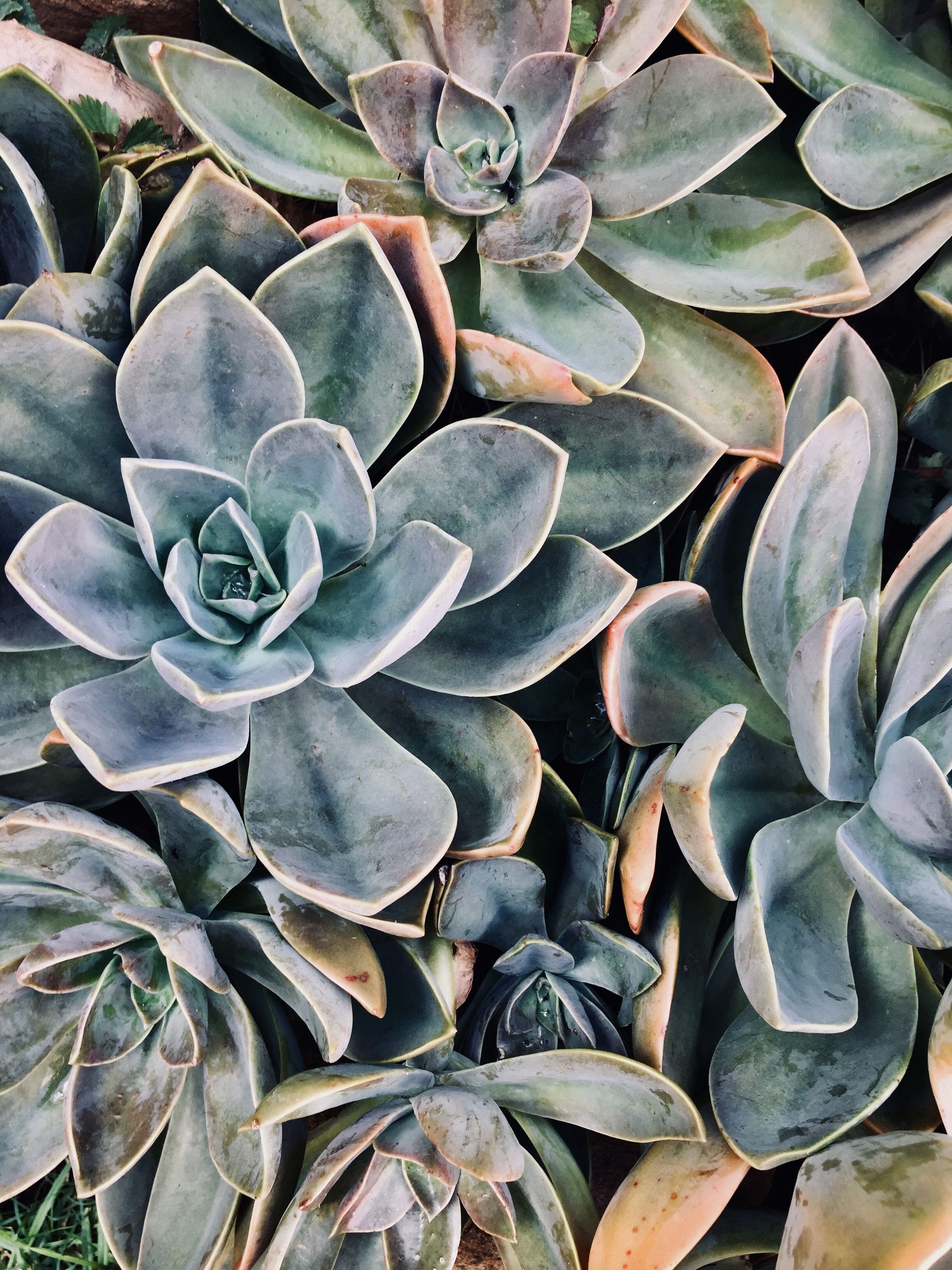 Succulents Photo, Download The BEST Free Succulents & HD Image