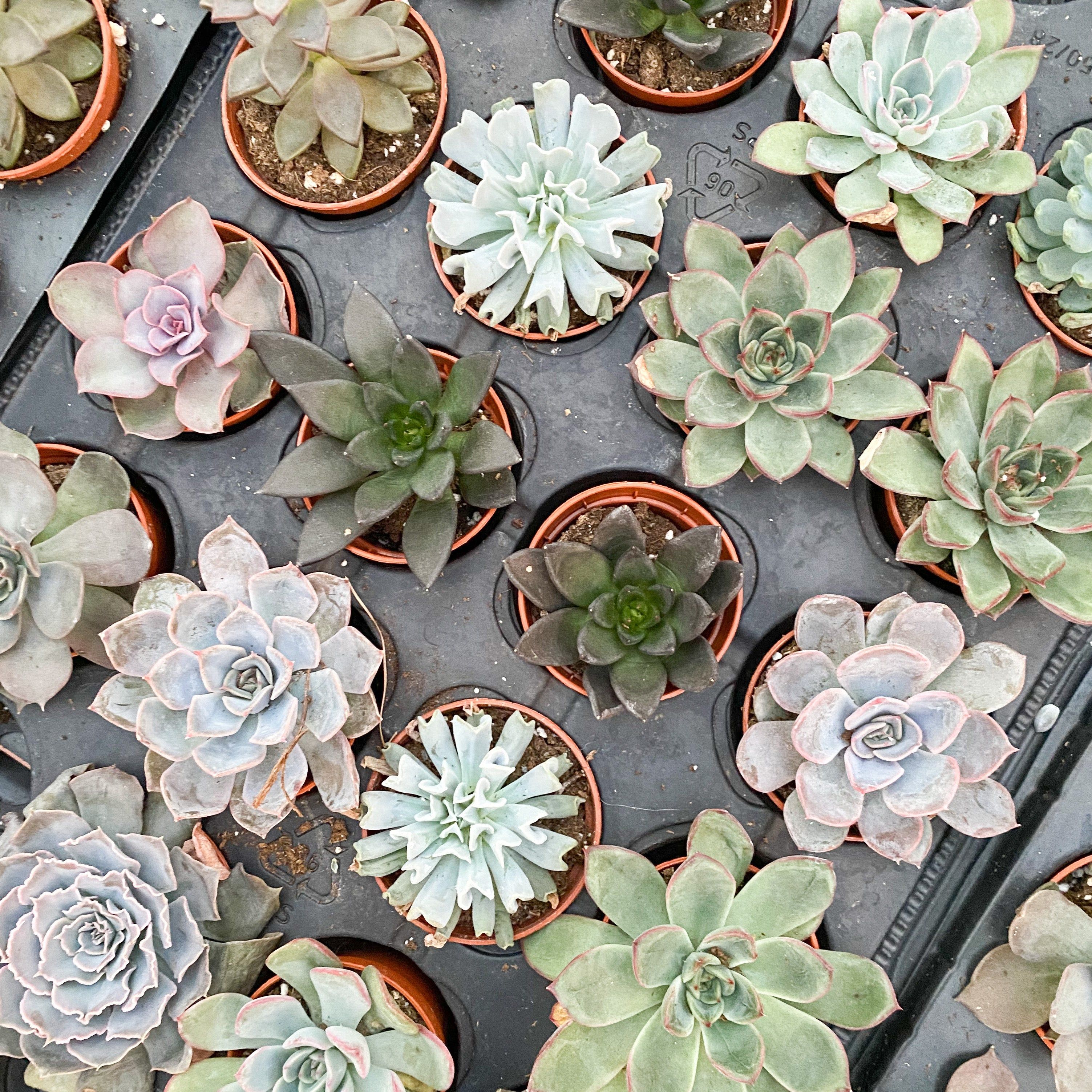 A collection of assorted succulents in pots, with a mix of green and dusty pink colors. Perfect for any indoor or outdoor space.  - Succulent