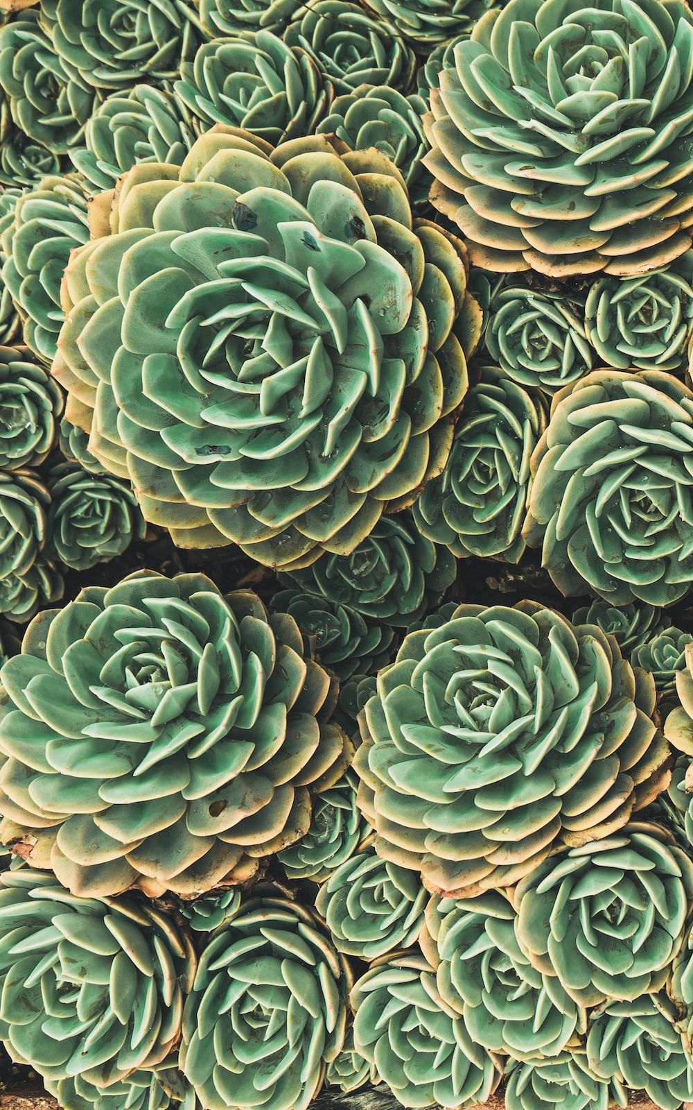 A close up of a bunch of green succulents. - Succulent