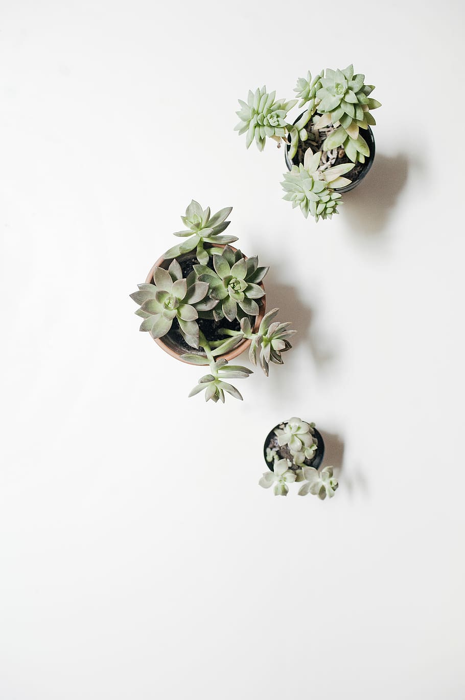 HD wallpaper: three green succulents in pots on white surface, gray, plants