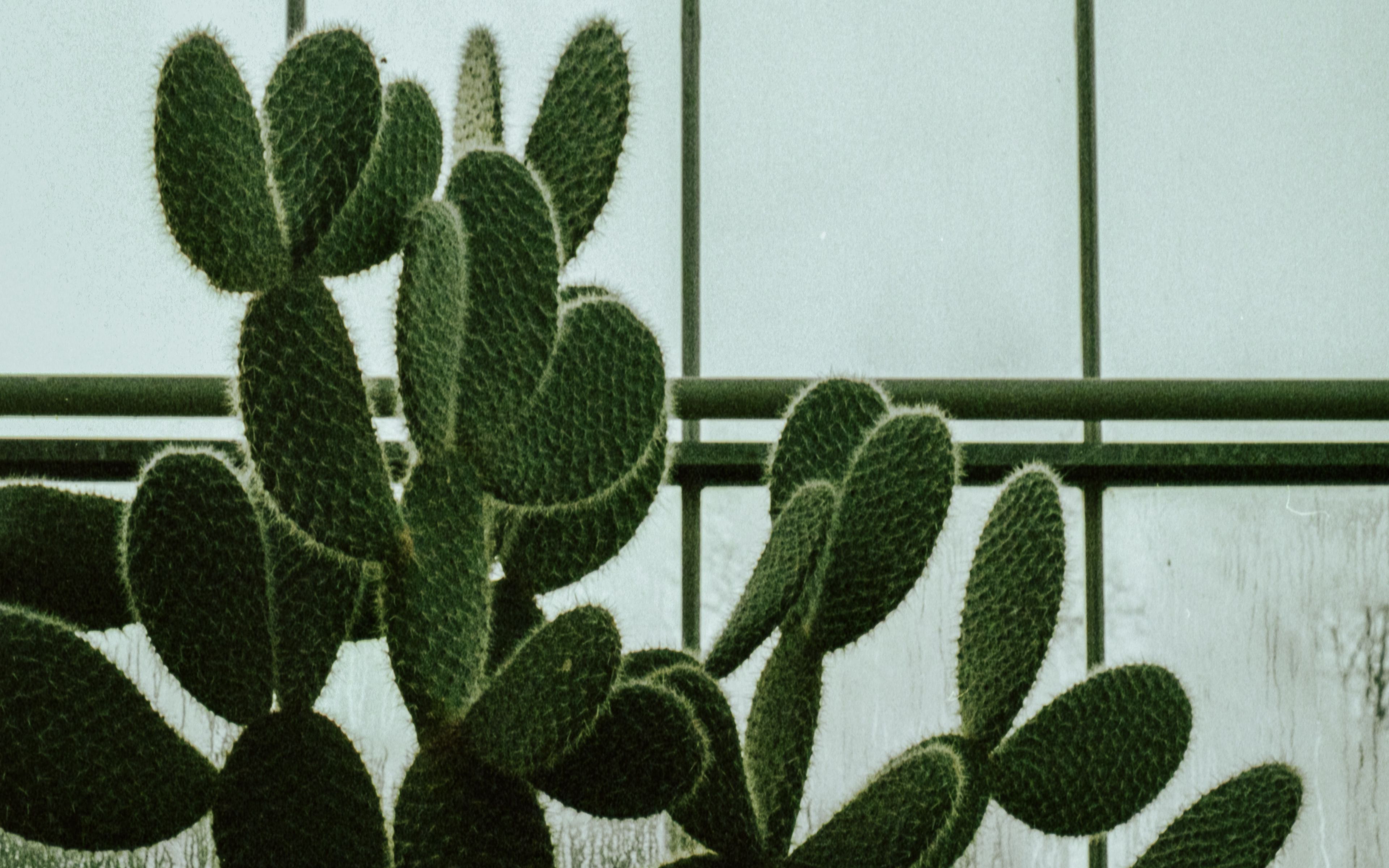 A cactus in front of a white wall - Succulent, cactus