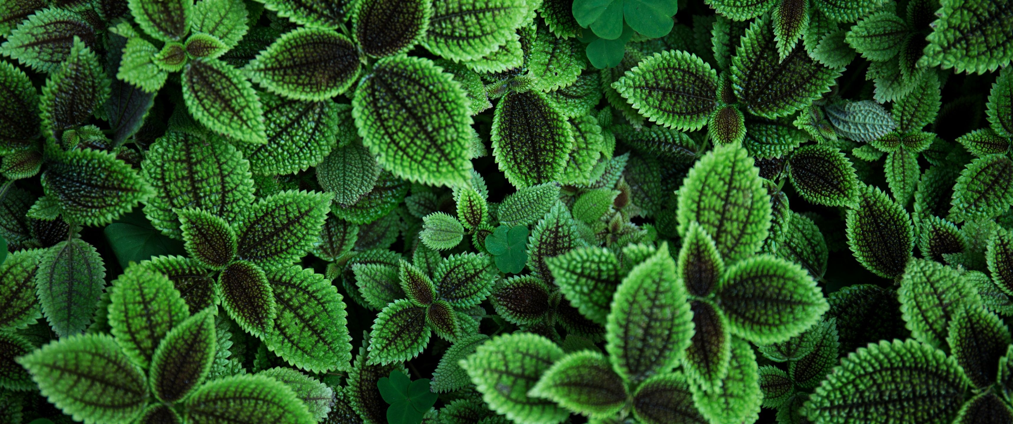 Green leaves Wallpaper 4K, Aesthetic, Plant, 5K, Sage green