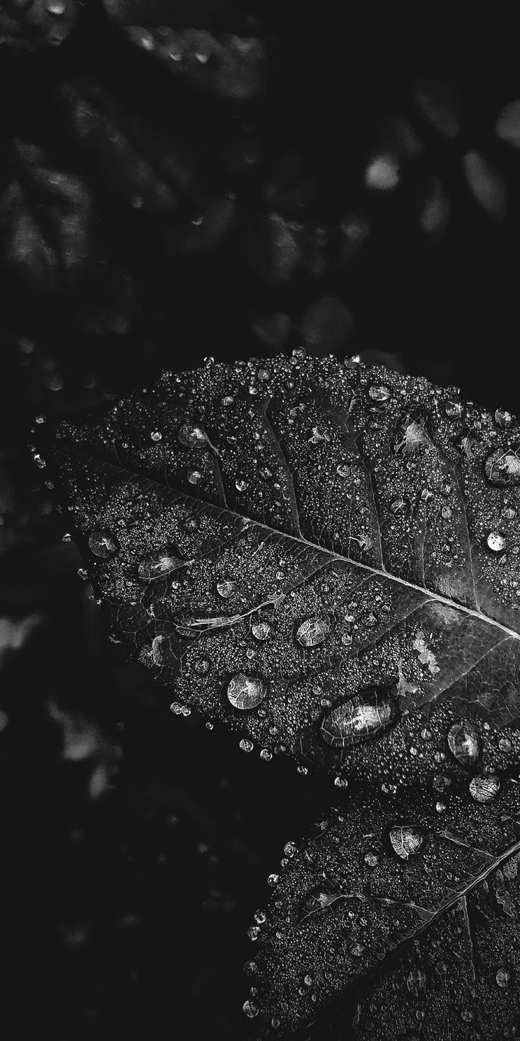 A black and white leaf with water droplets on it - Water