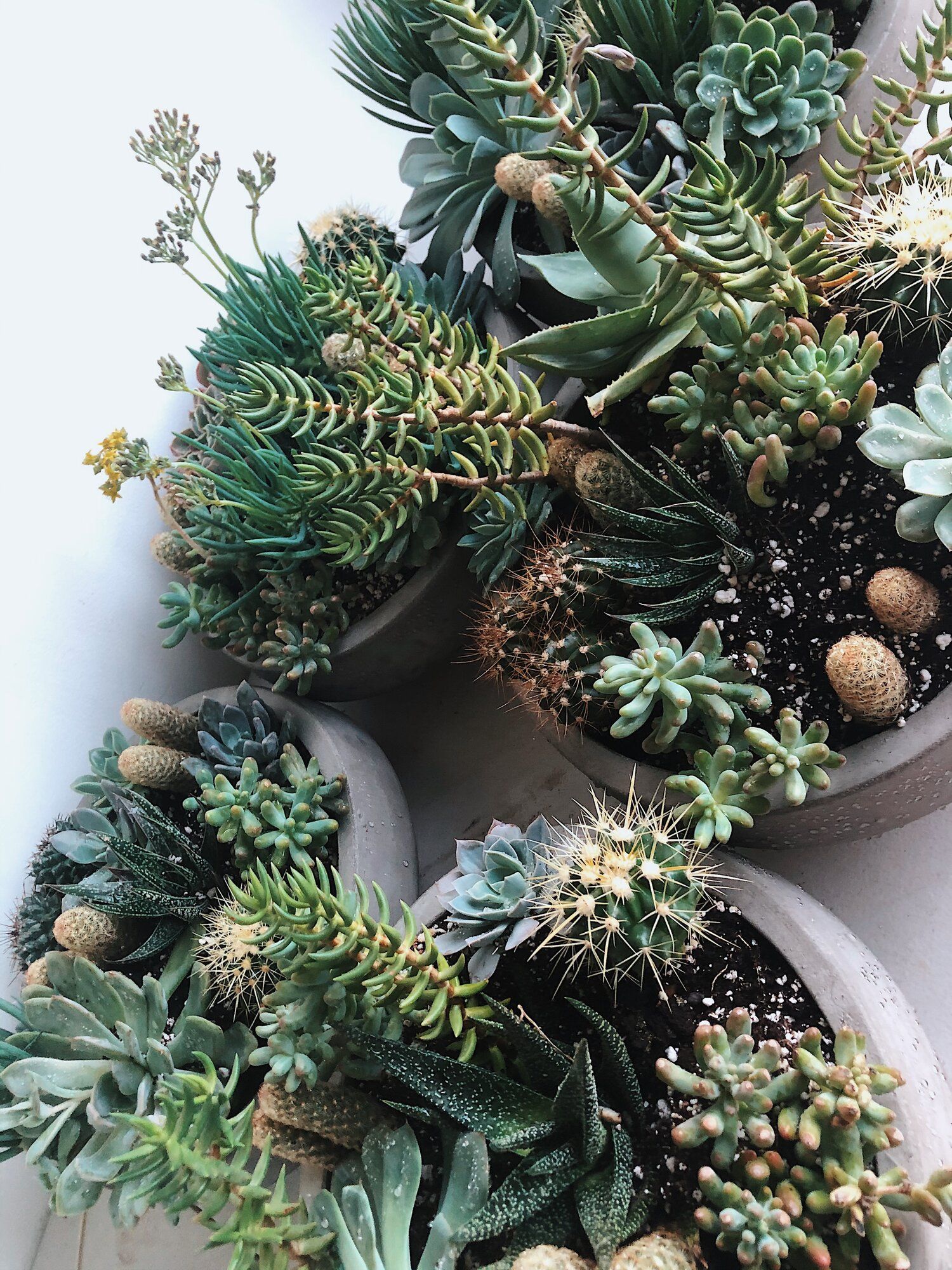 A beautiful succulent arrangement in pots. - Succulent