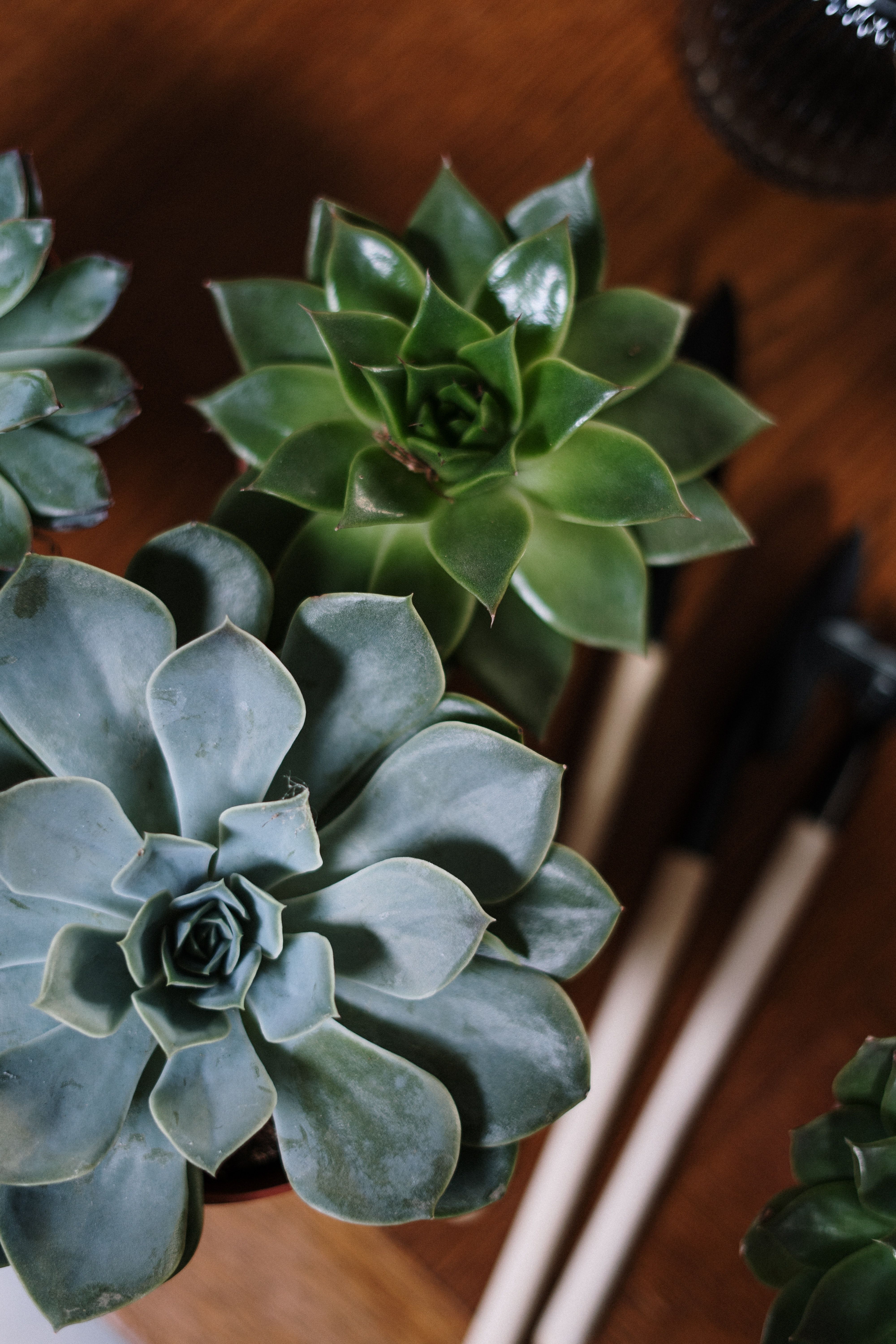 A few small green succulents in pots on a wooden table. - Succulent