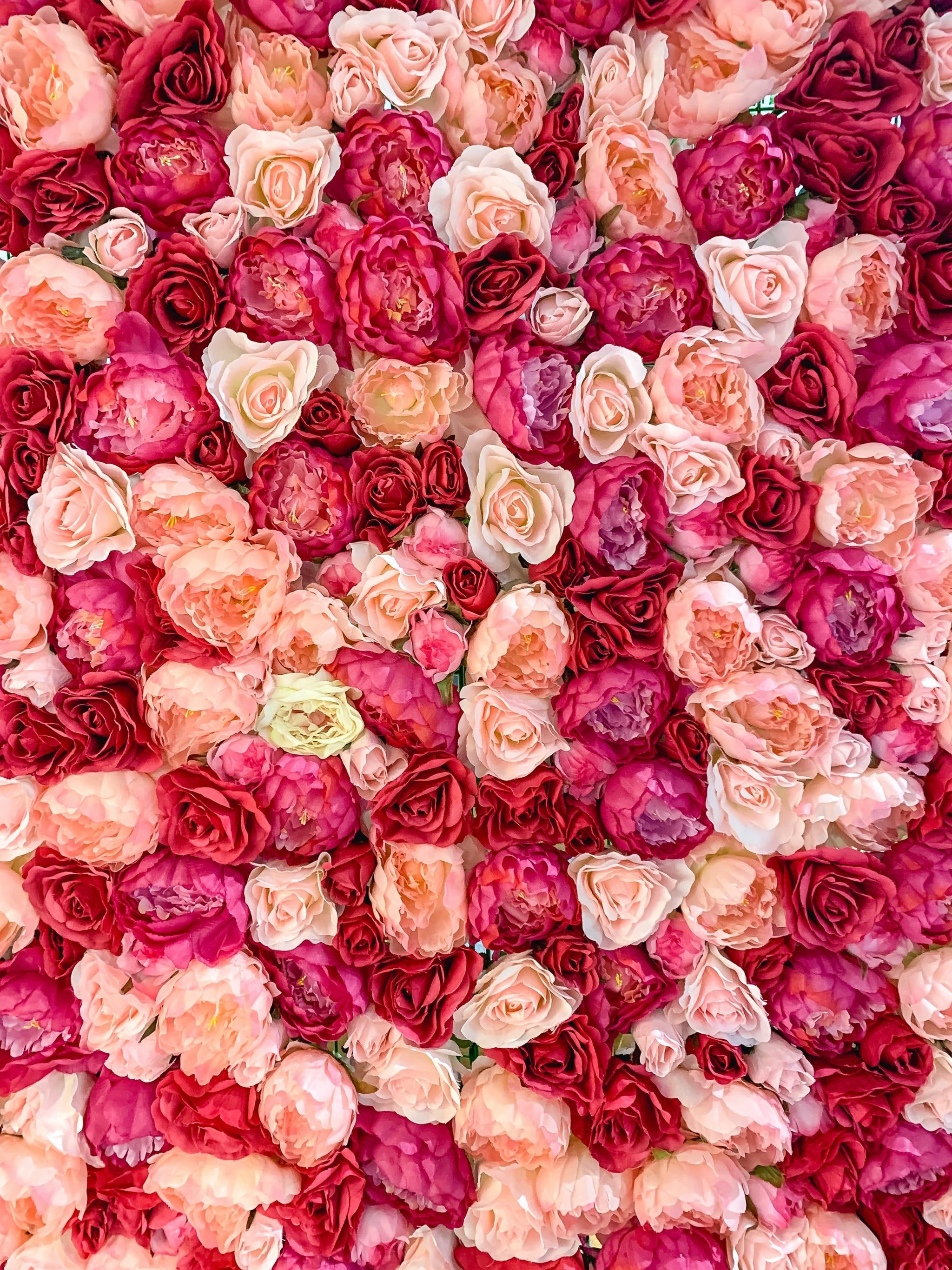 A close up of the rose wall - Valentine's Day, February, roses, garden