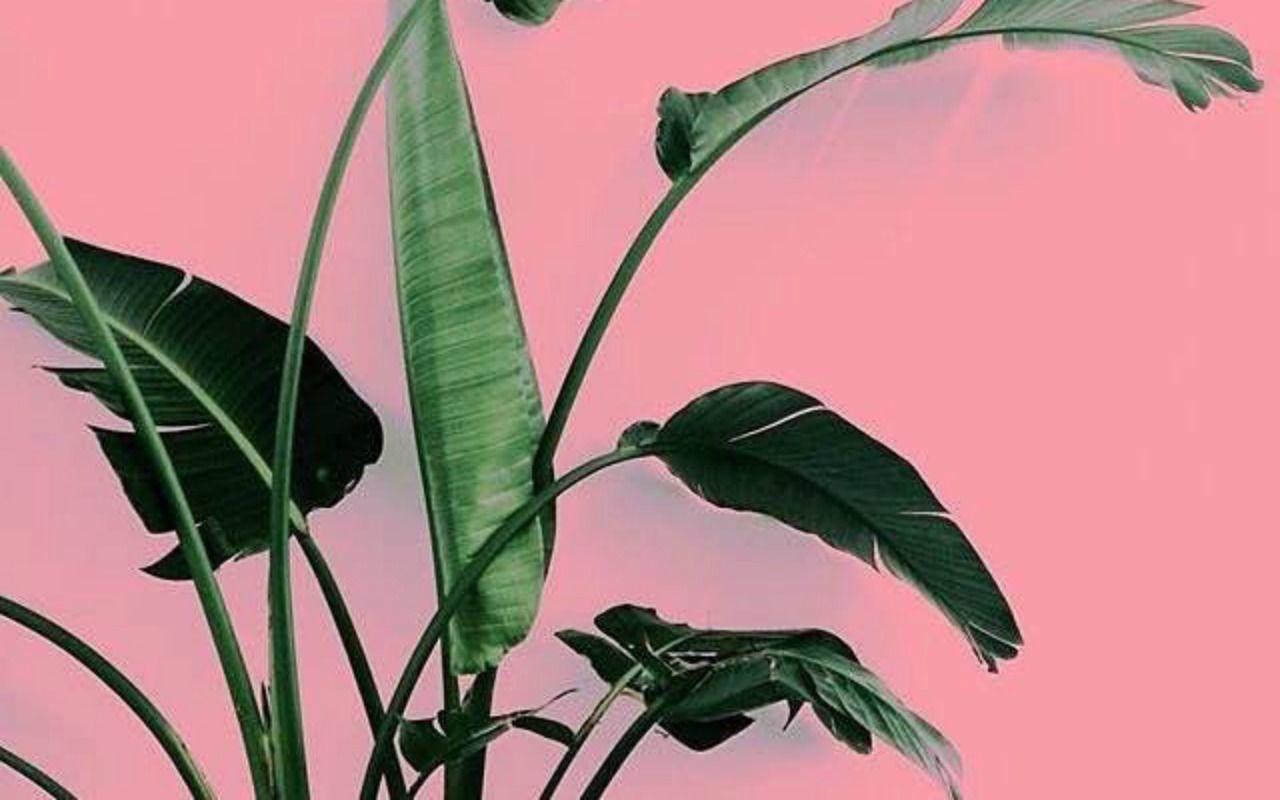 Top more than 85 plant aesthetic wallpaper