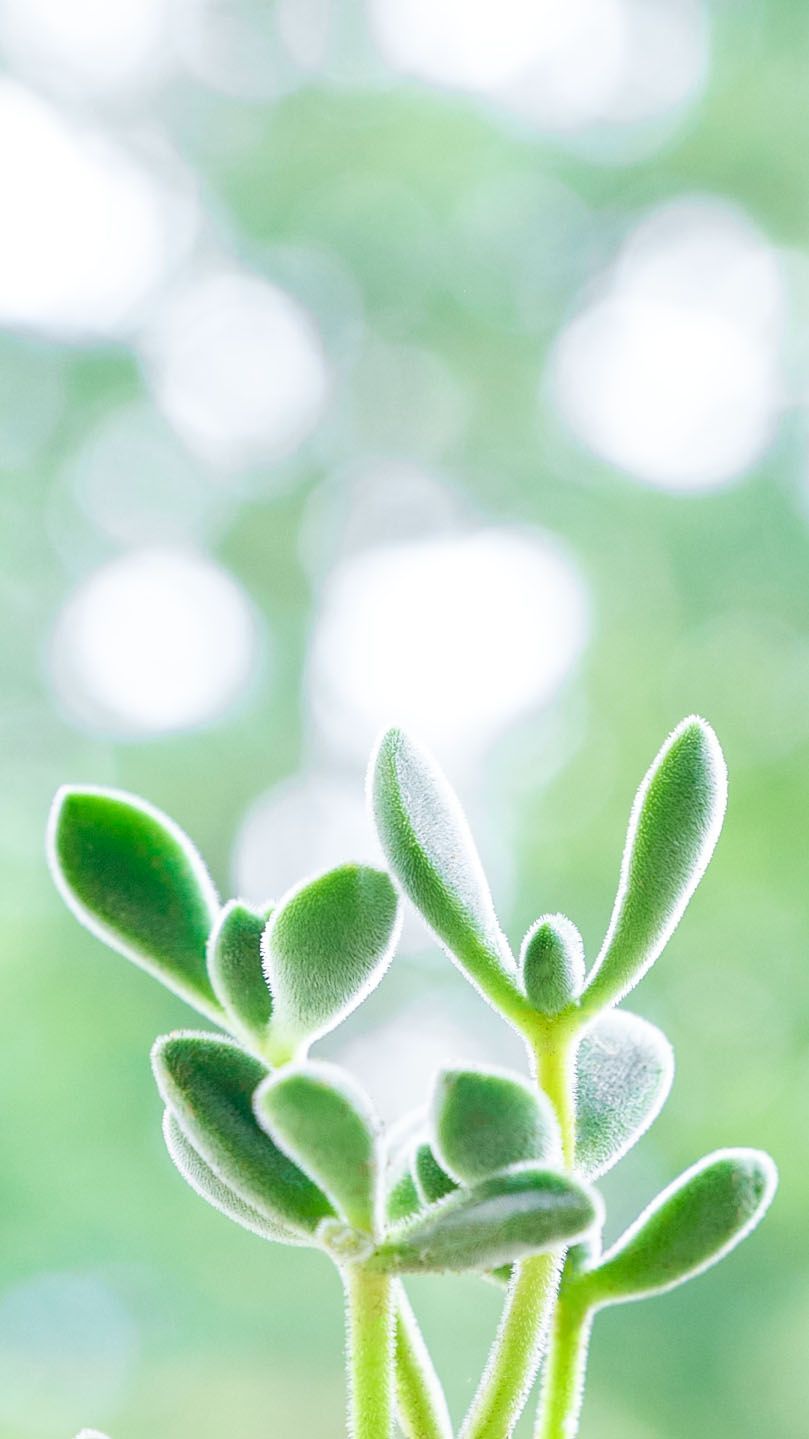 A close up of a succulent plant with a blurred background. - Succulent