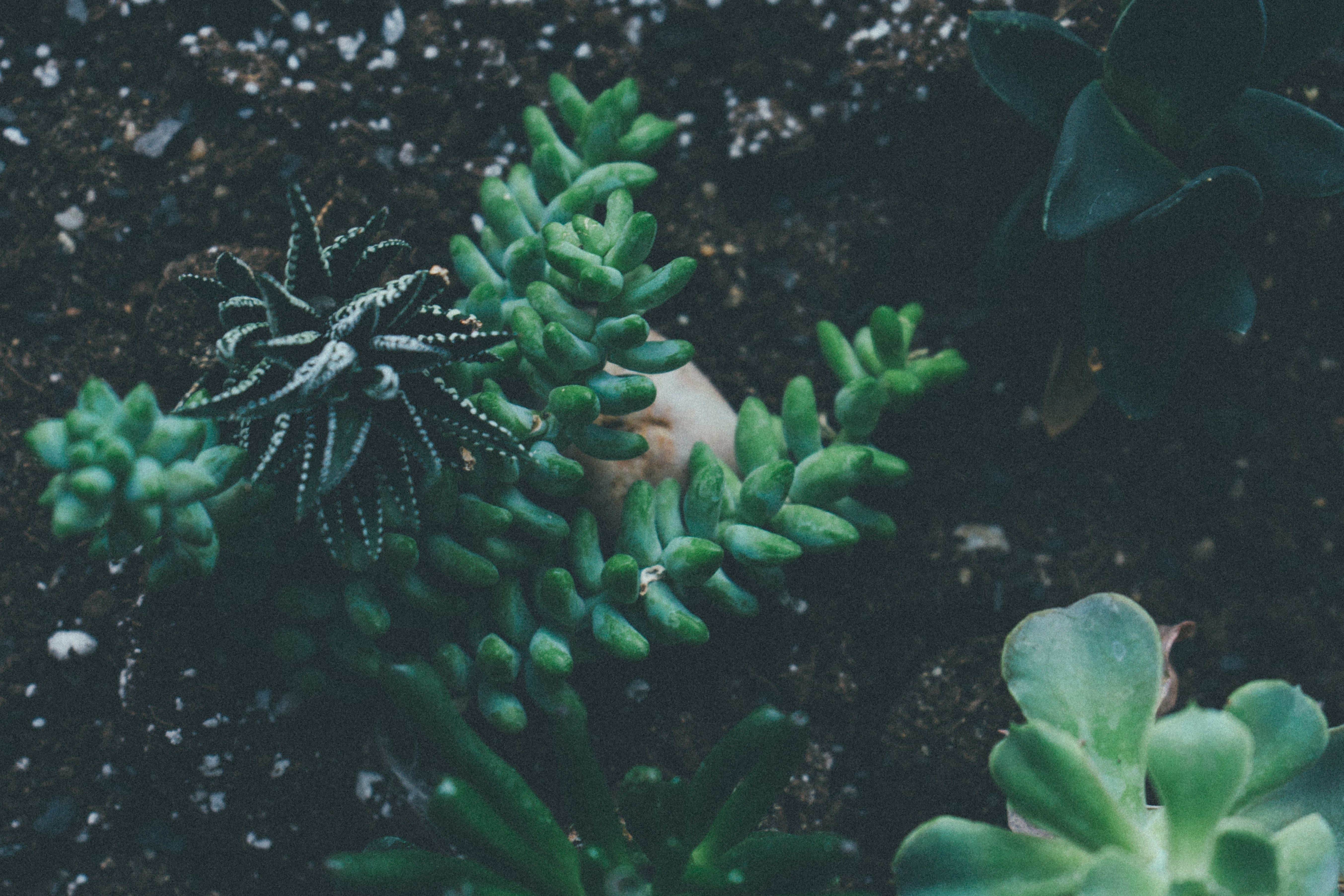 A vintage filter image of a succulent plants in a pot - Succulent