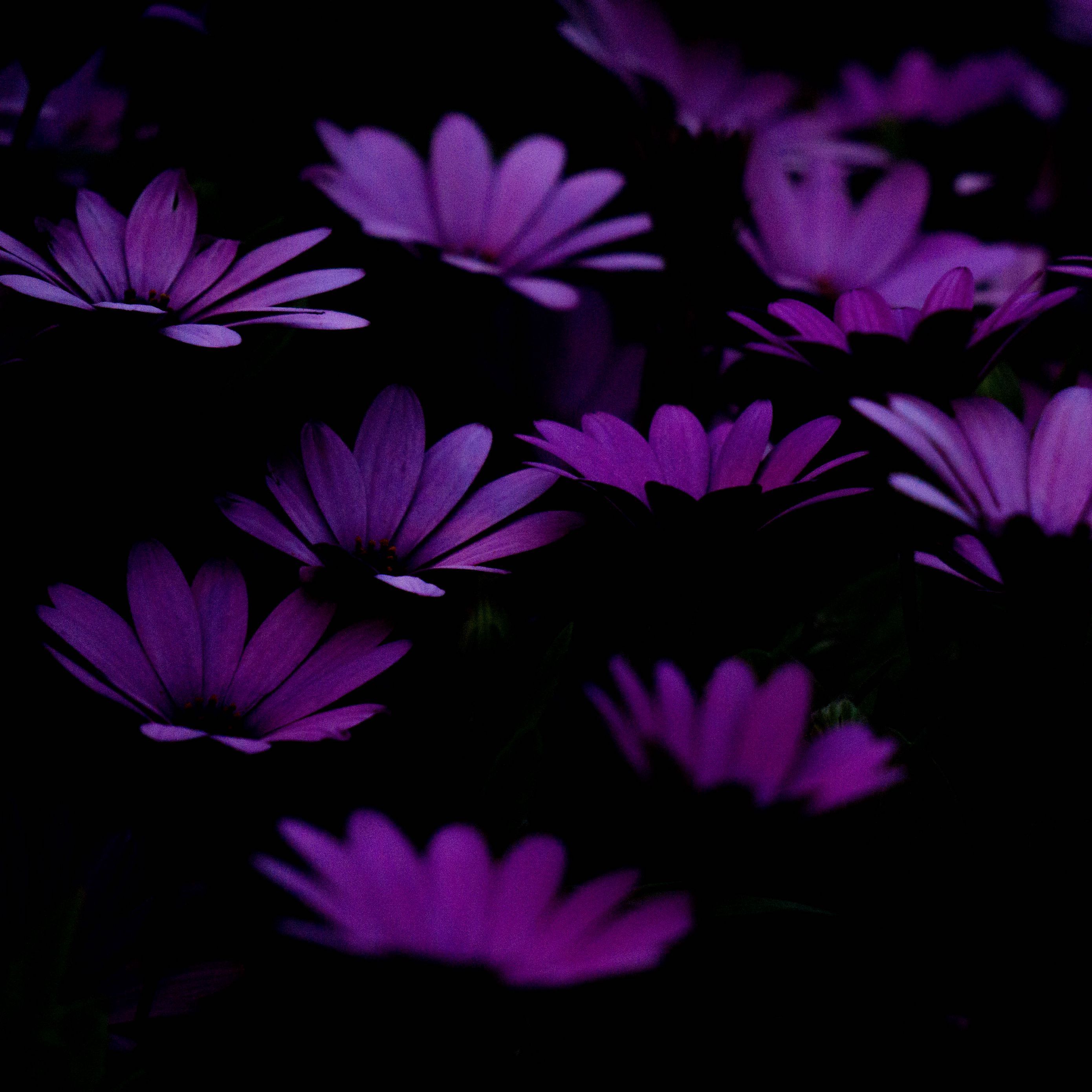 Download wallpaper 2780x2780 flowers, purple, dark ipad air, ipad air ipad ipad ipad mini ipad mini ipad mini ipad pro 9.7 for parallax HD background