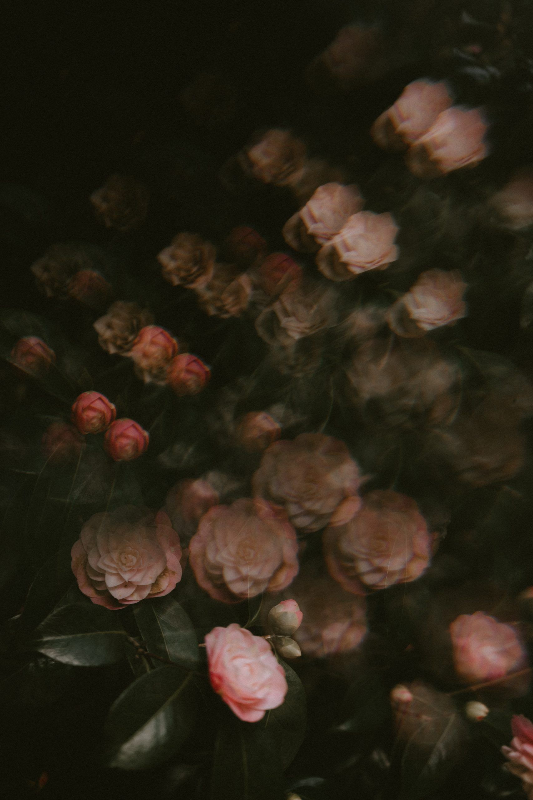 A group of pink flowers in a garden - Black