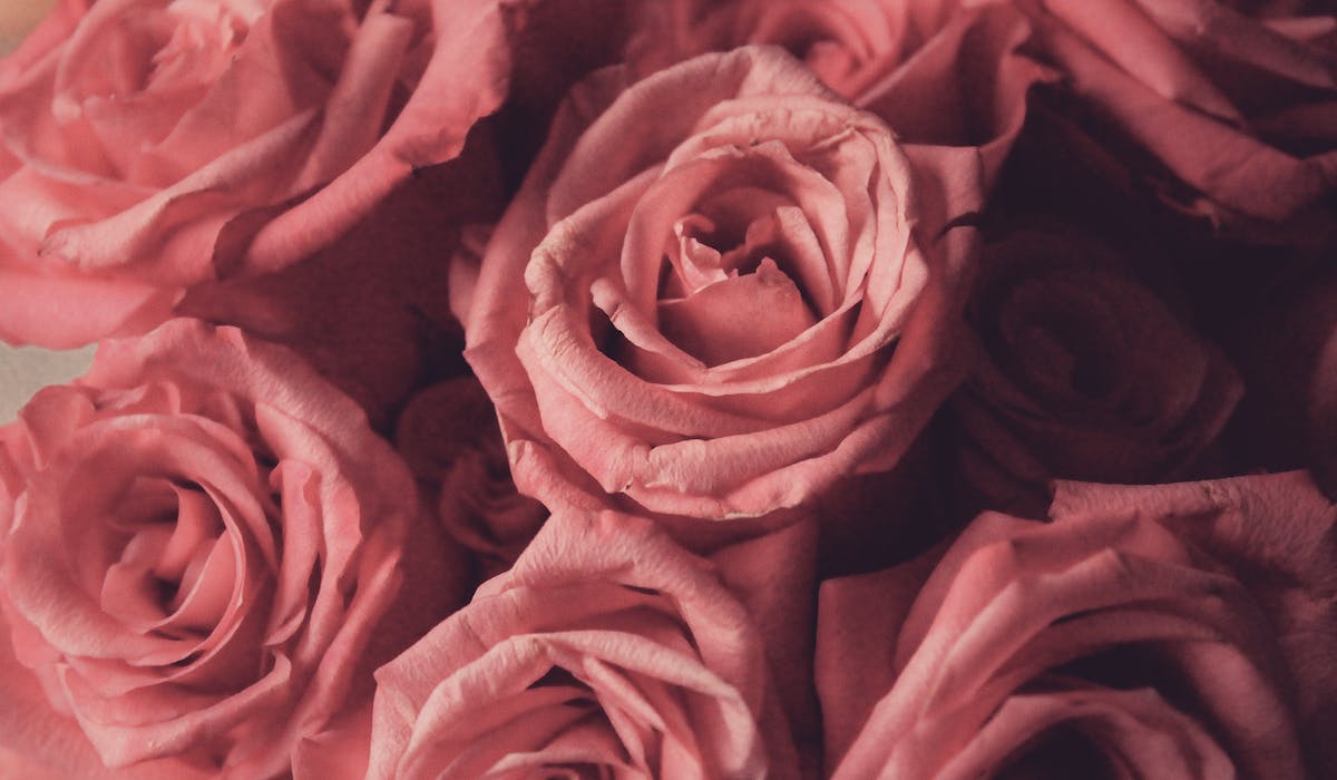 A bouquet of pink roses, close up shot, shallow depth of field. Aesthetic is romantic and delicate. - Valentine's Day
