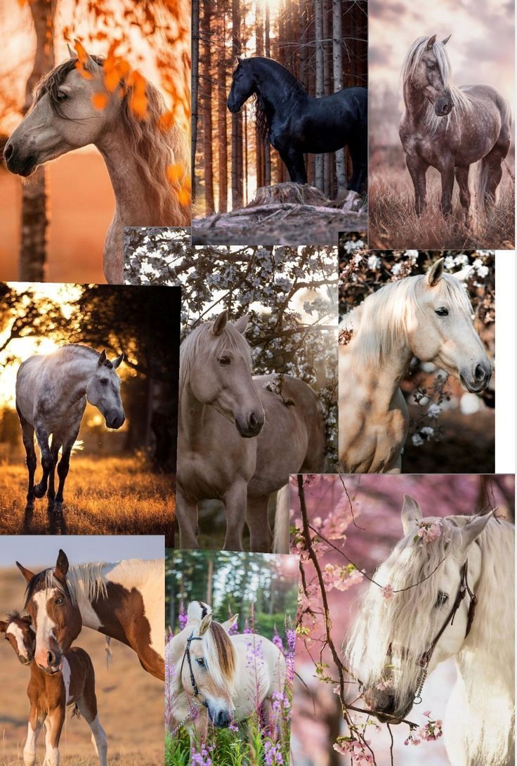 Horse wallpaper. Cute horse picture, Horse wallpaper, Beautiful horse picture