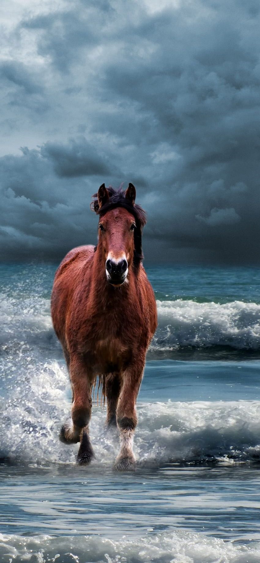 A horse running in the sea - Horse