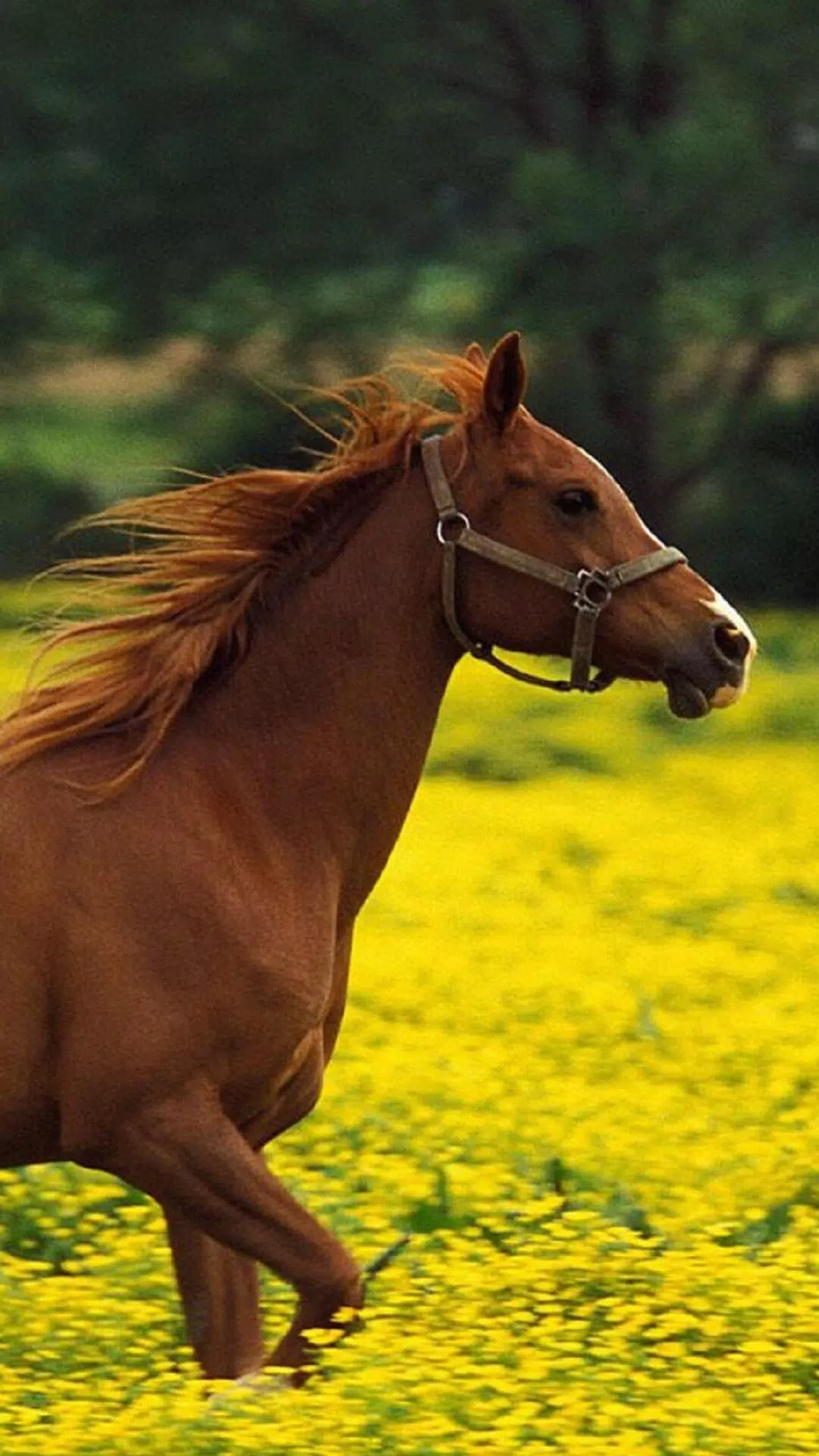 Horses Wallpaper HD APK for Android Download
