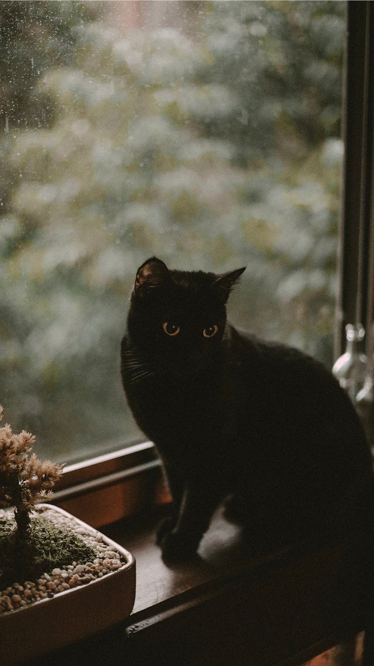 A black cat sitting on the window sill - Cat
