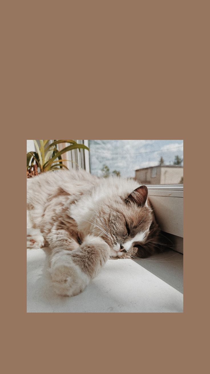 A fluffy cat sleeping on a windowsill - Cat