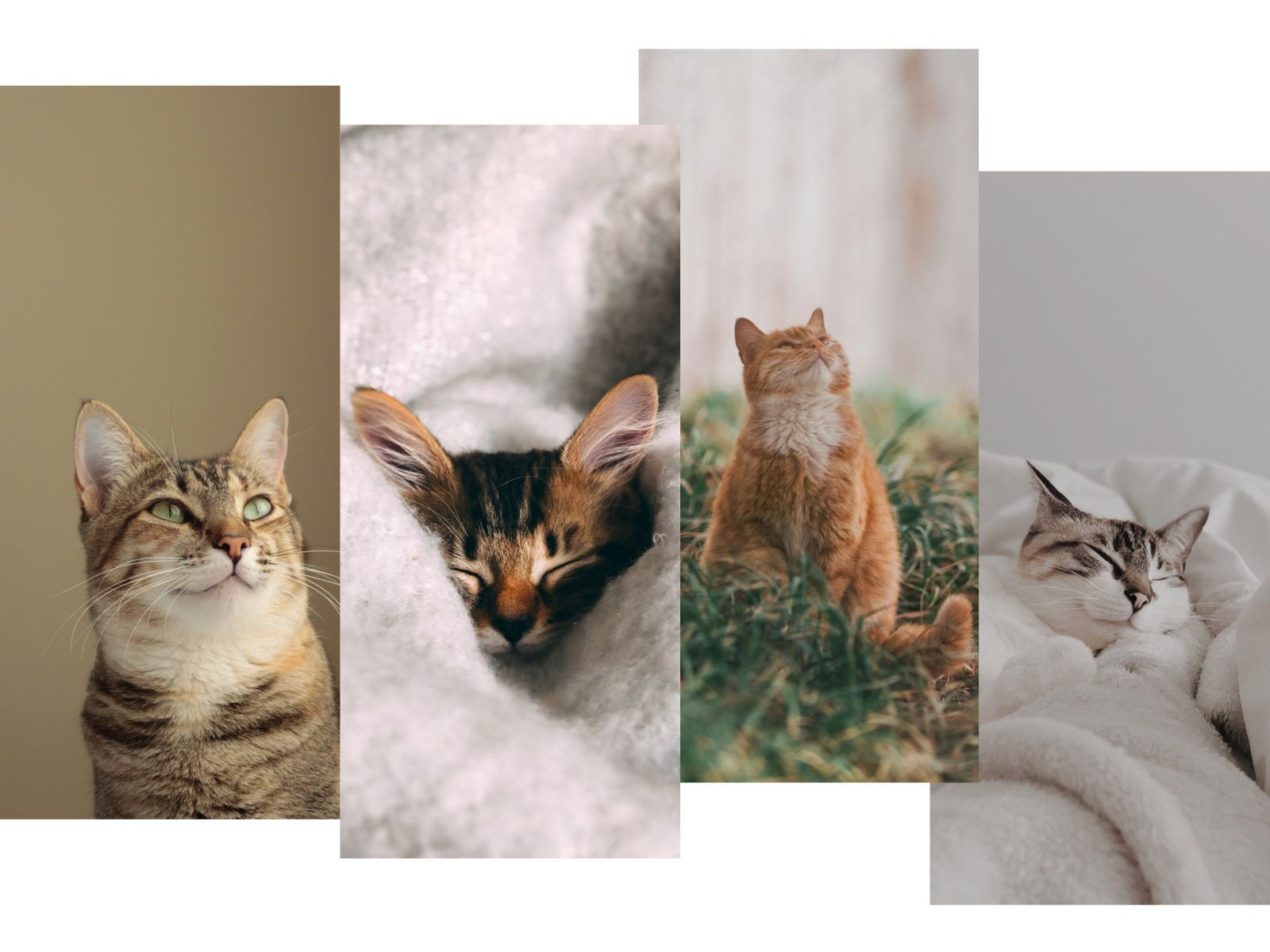 A collage of four cats. - Cat, August