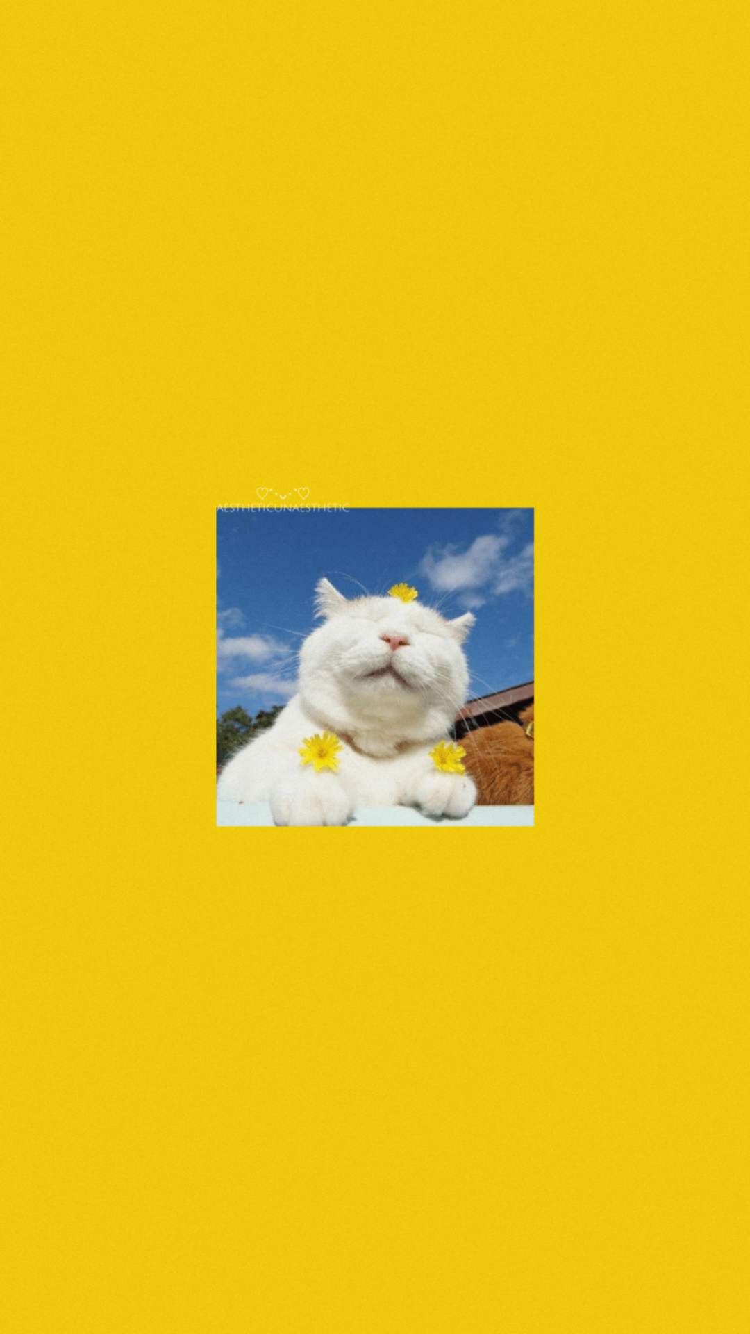 Aesthetic wallpaper of a white cat with yellow flowers on a yellow background - Cat