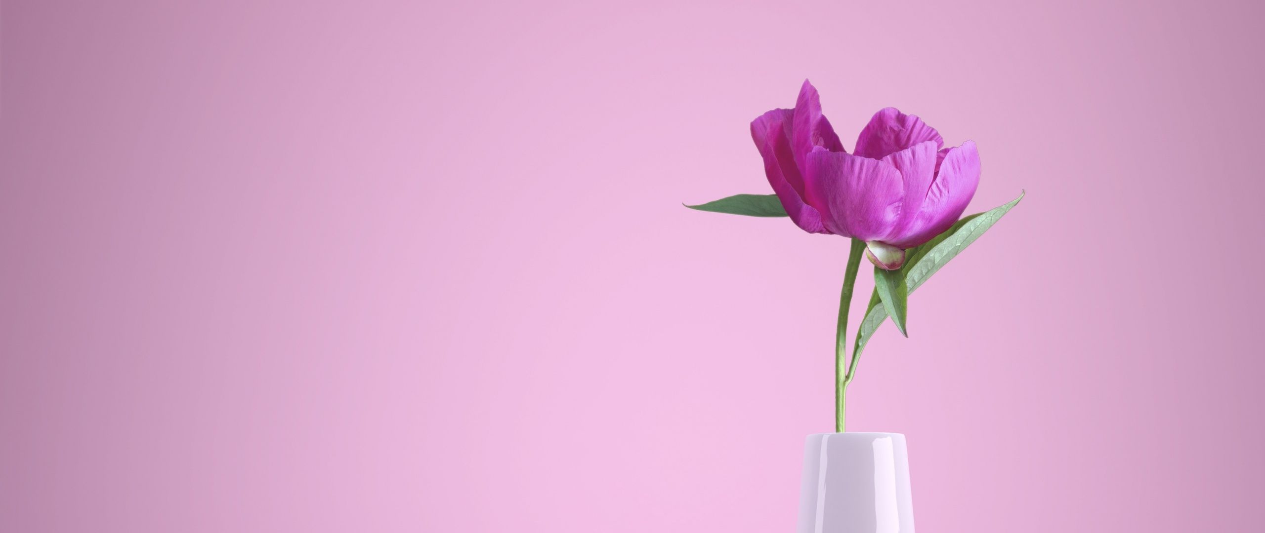 A purple flower in a white vase against a pink background - Soft pink
