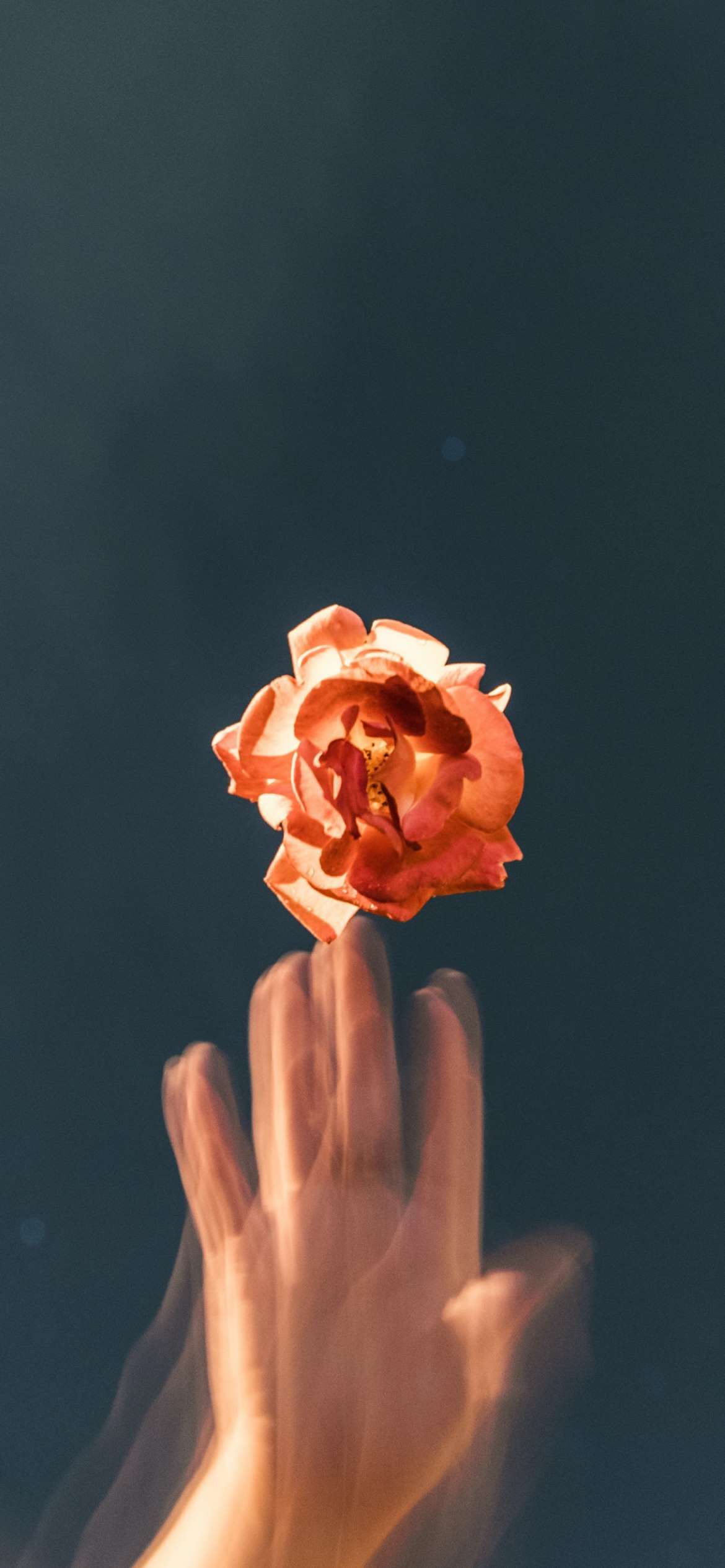 A hand holding an orange flower over water - Valentine's Day