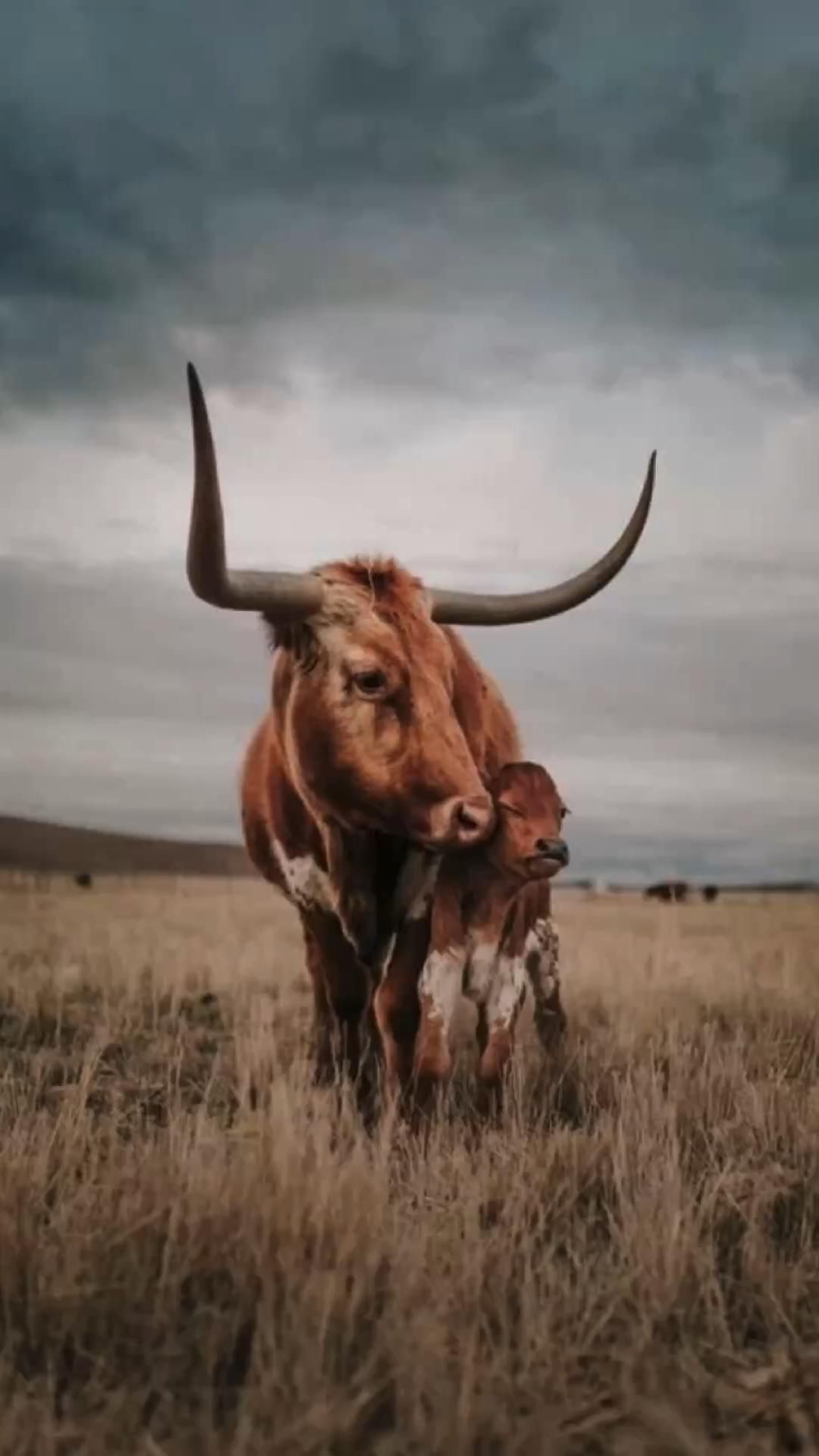 Longhorns wallpaper. Country background, Western photography, Cow picture