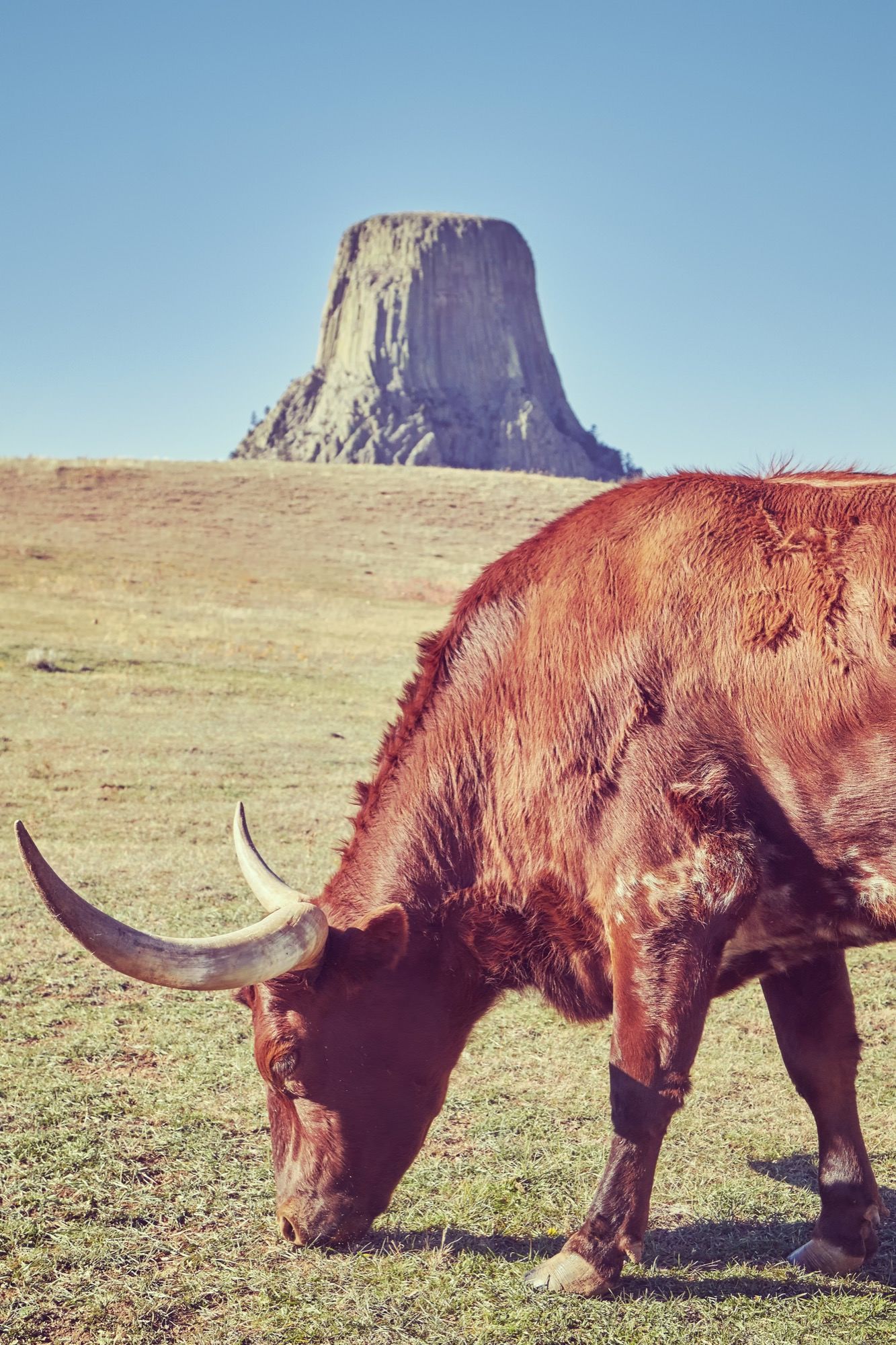 Color toned Texas longhorn cow with Devils Tower in distance. Mountain West Valuations
