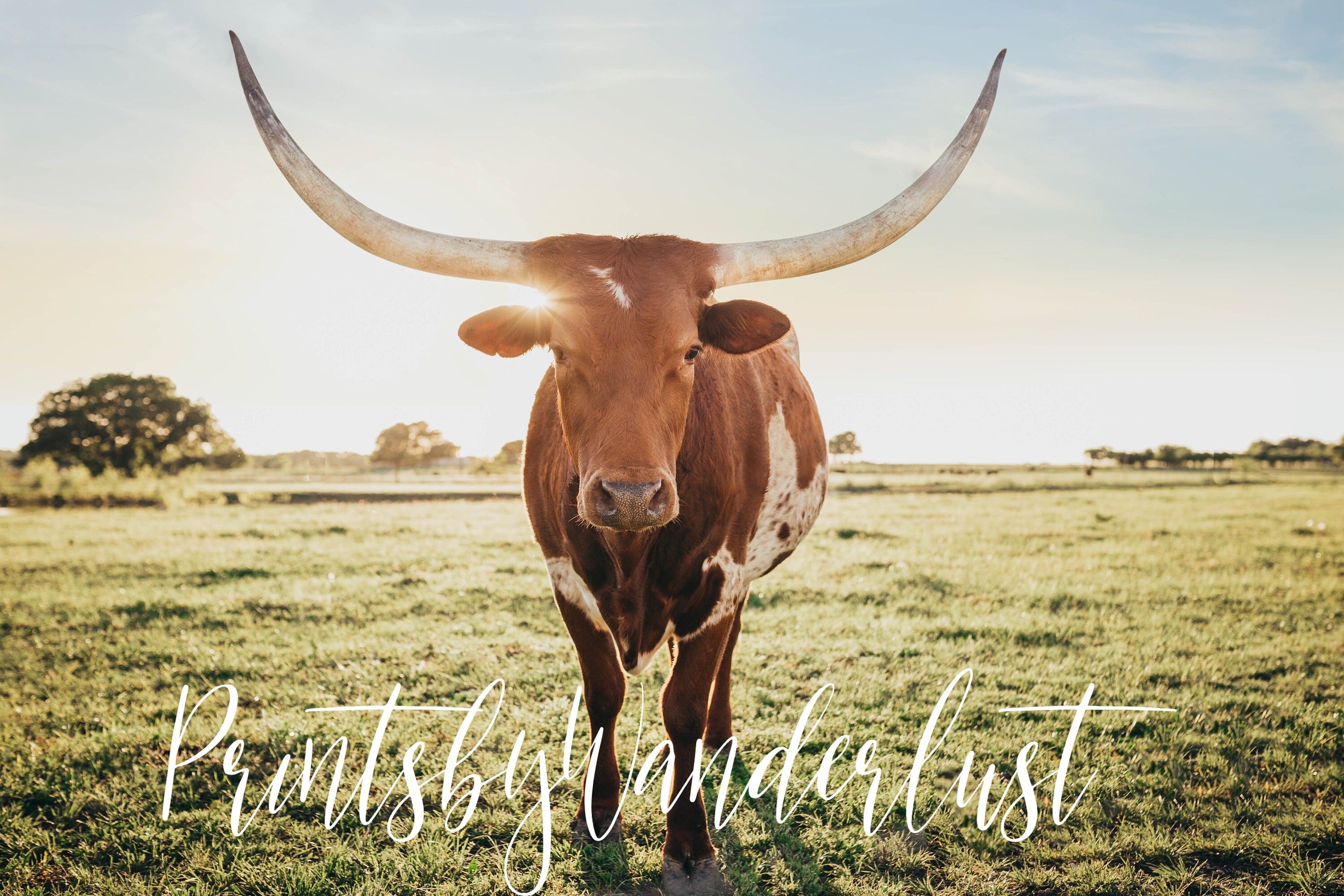 Cow Print Digital Download Longhorn Cattle Photography