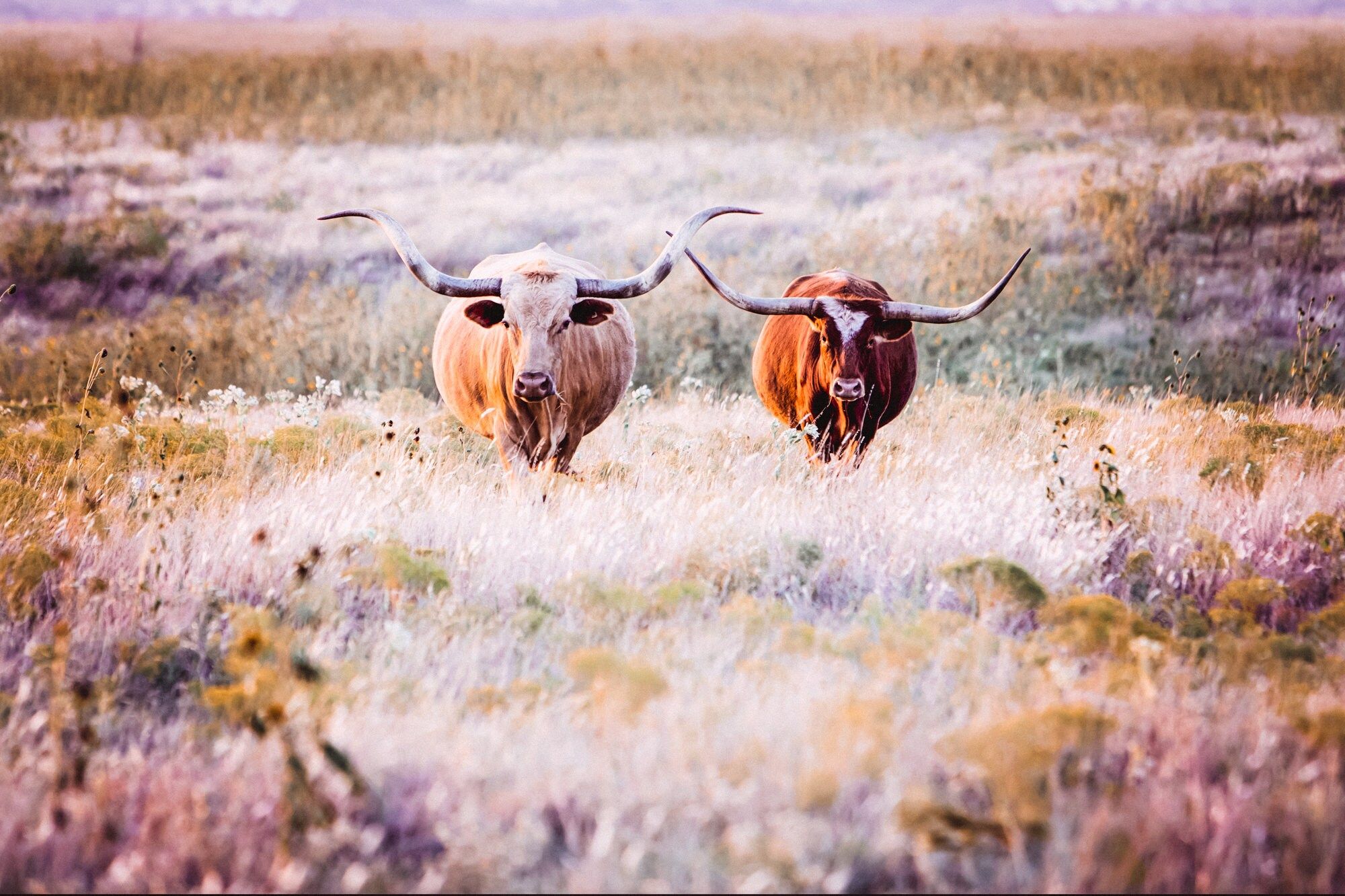 Two longhorn cattle in a field of tall grass - Longhorn