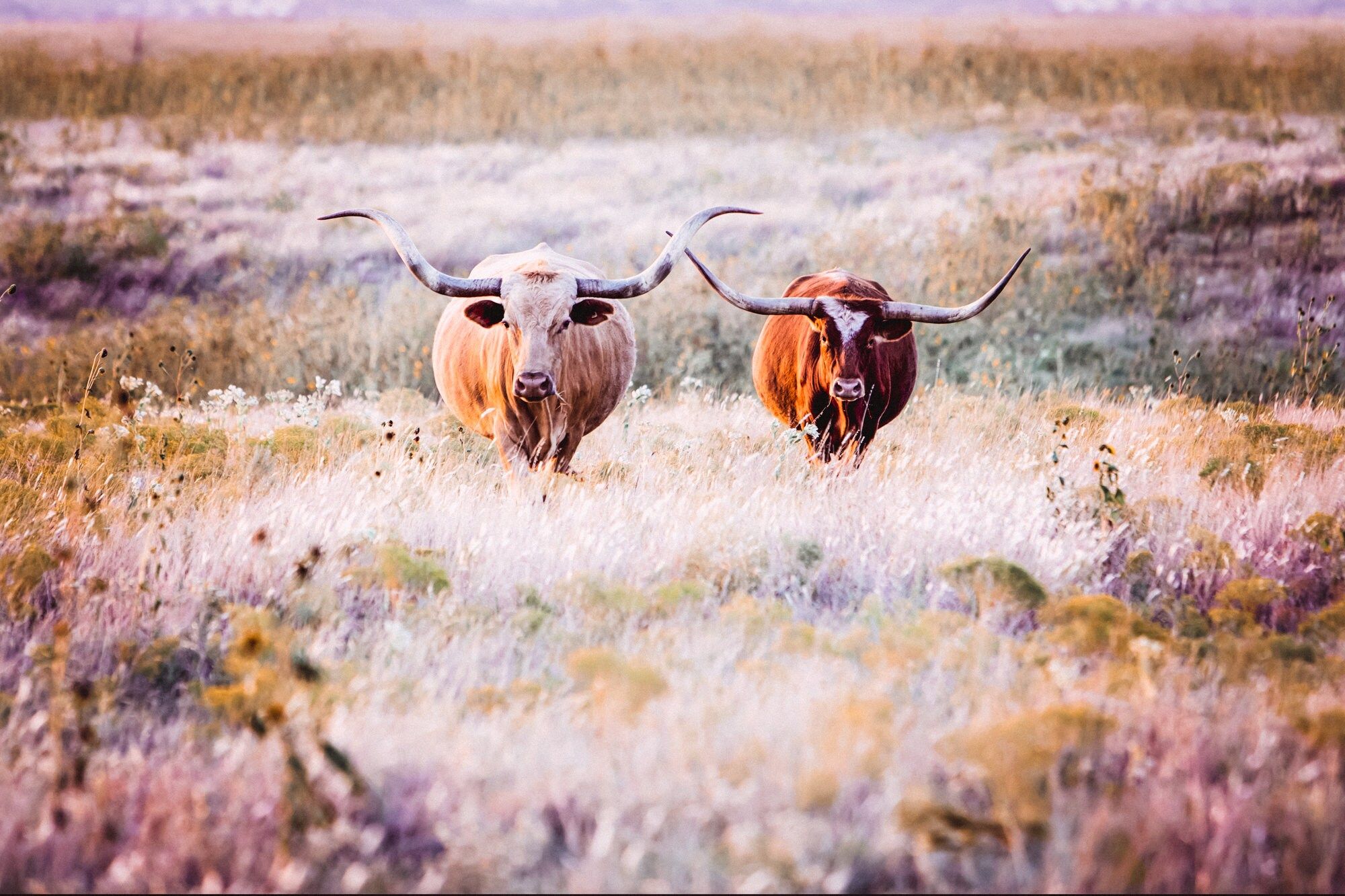 Longhorn Cow Canvas Wall Art Texas Longhorn Art for Over Couch