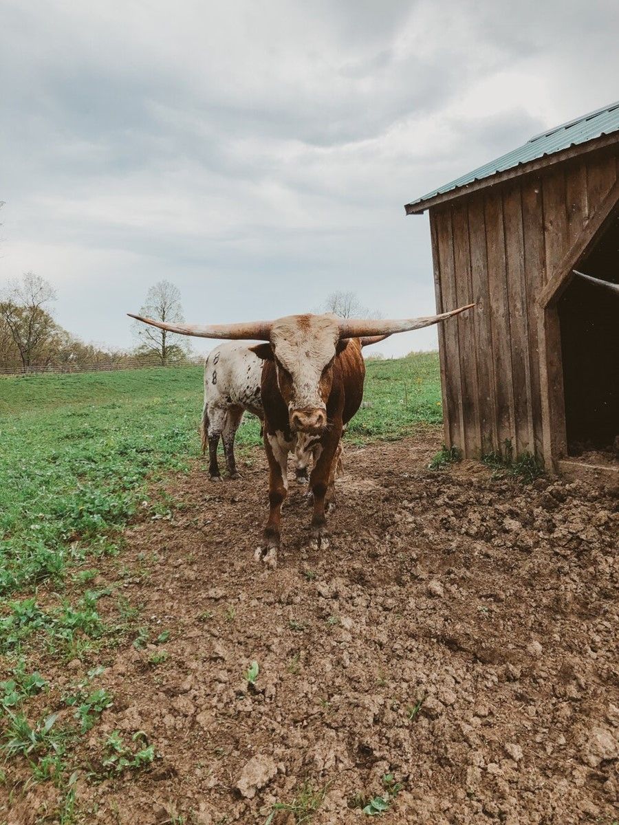 Photo Gallery of Texas Longhorn Cattle at Barberry Farm near Pittsburgh, Pennsylvania
