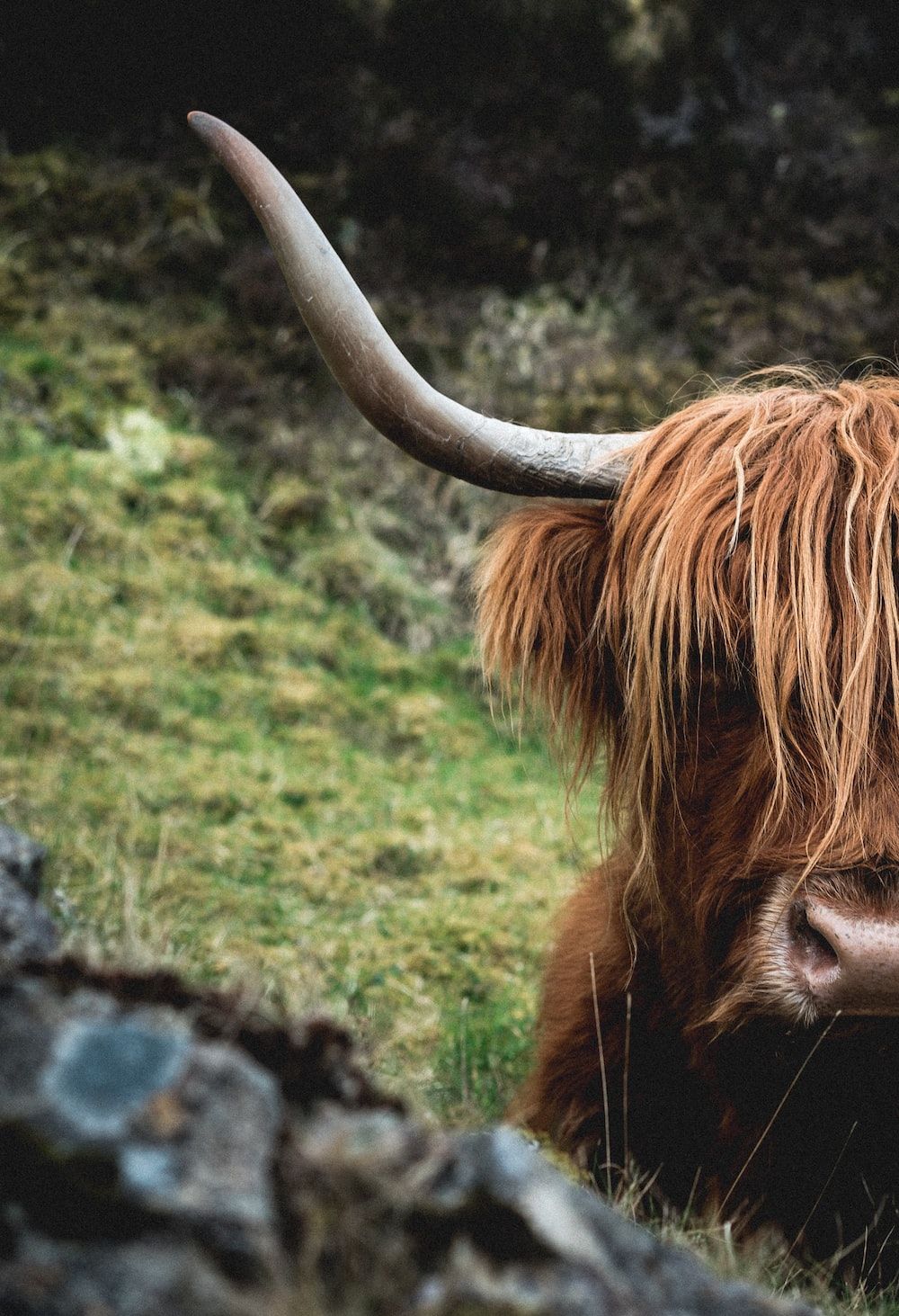 Longhorn Cows Wallpaper