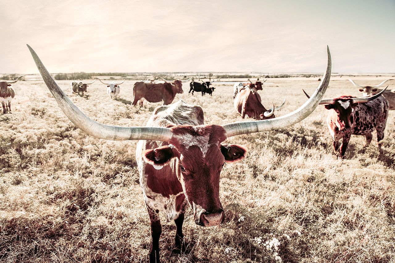Longhorn Cow Herd