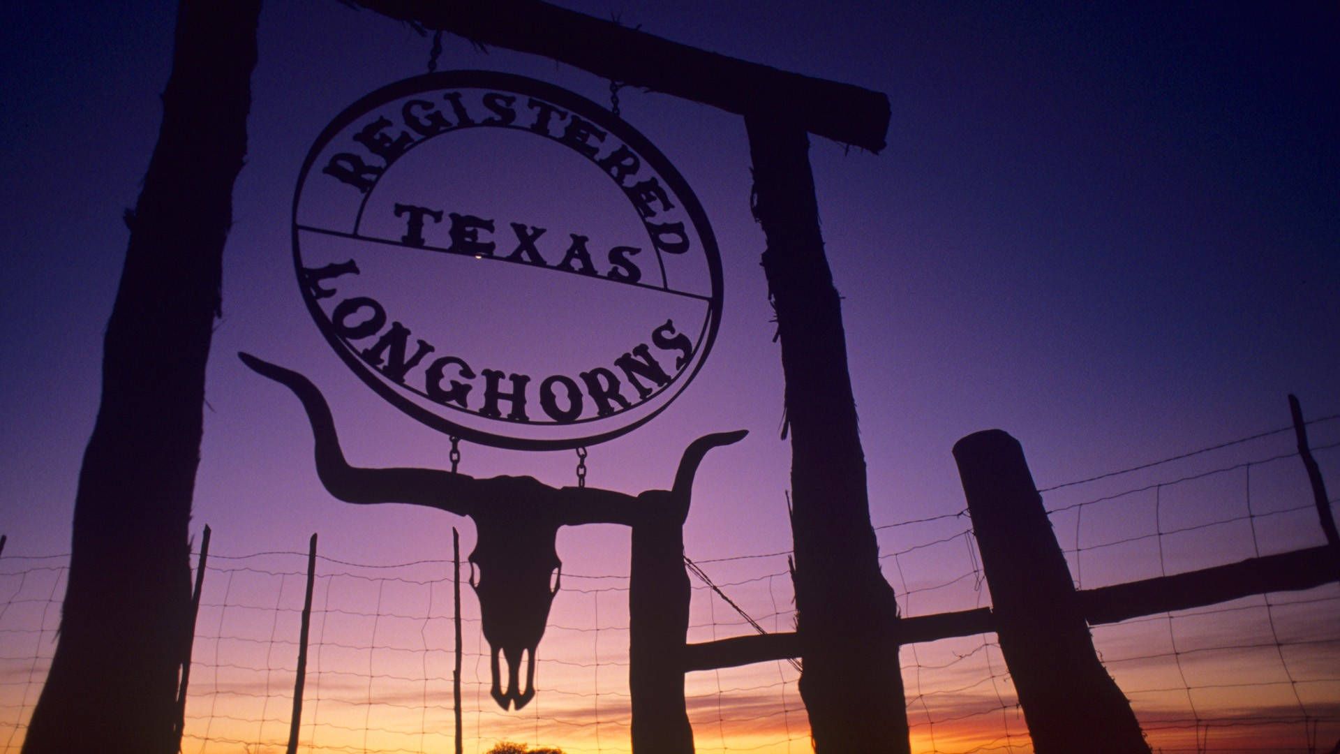 Download Texas Longhorns Logo Wallpaper