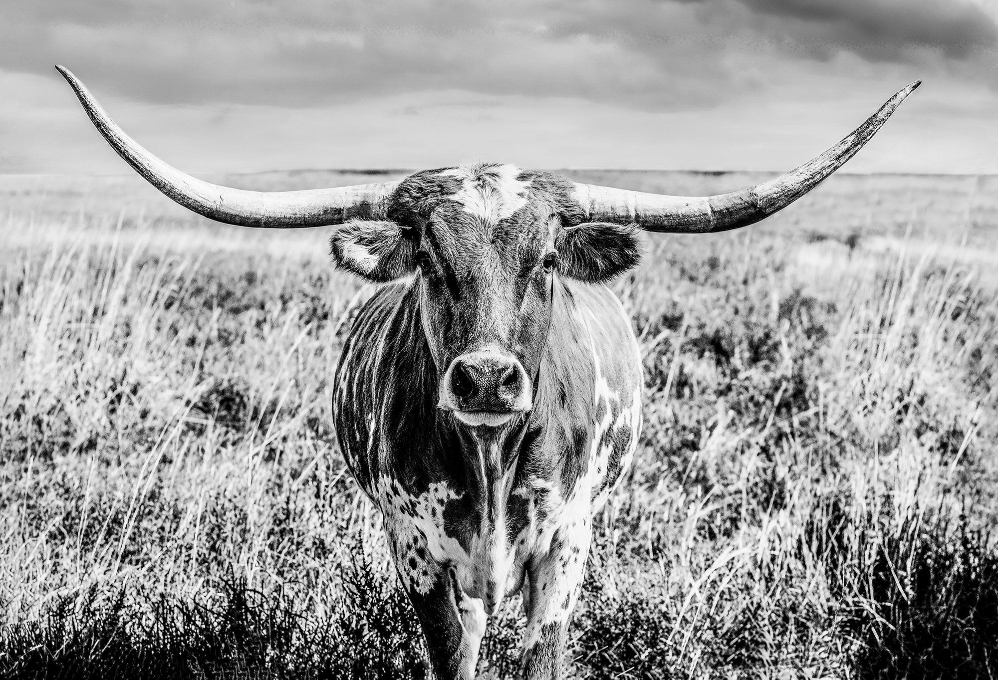 A longhorn cow with big horns in a field - Longhorn