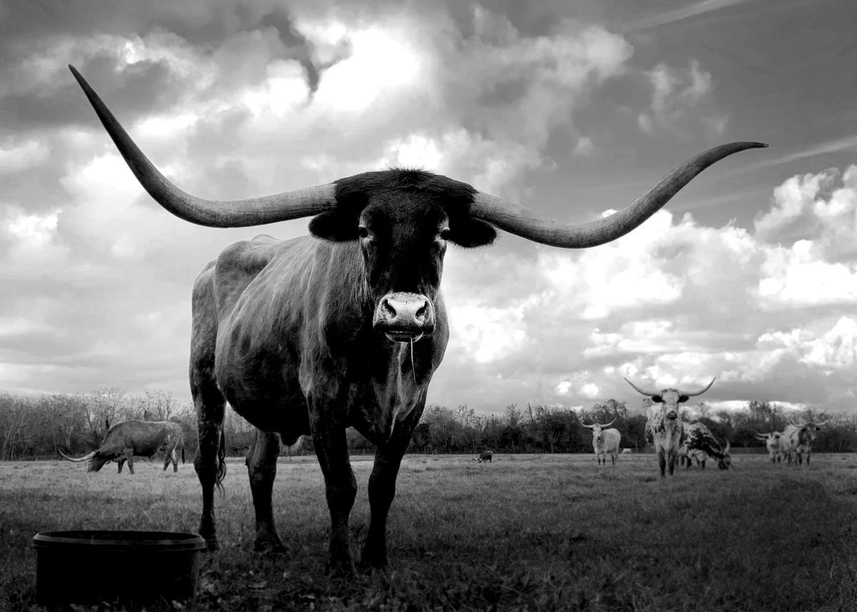 A black and white photo of a longhorn steer with other longhorns in the background. - Longhorn